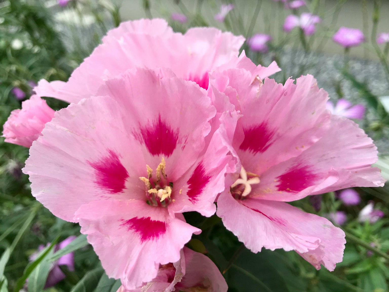 Rosa Blumen mit roten Sprenkeln blühen in einem Garten