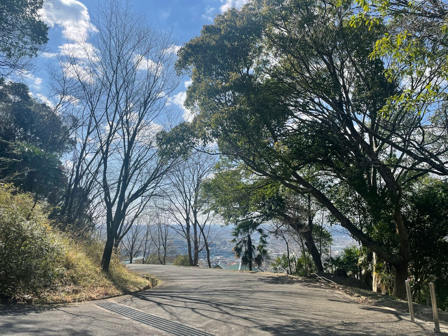 藍天之下被樹木環繞的彎曲道路