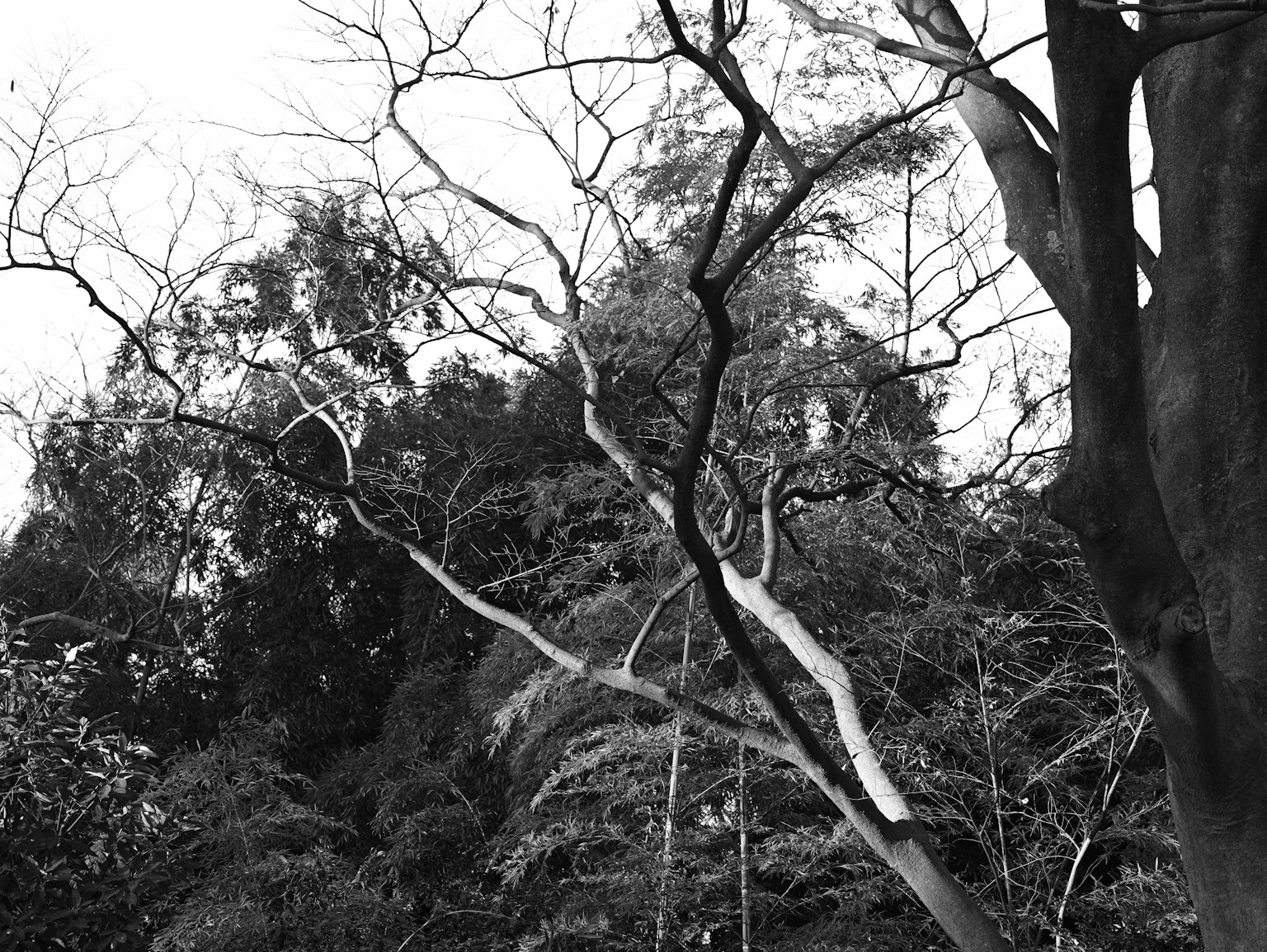 Paisaje en blanco y negro con ramas delgadas y follaje entre los árboles