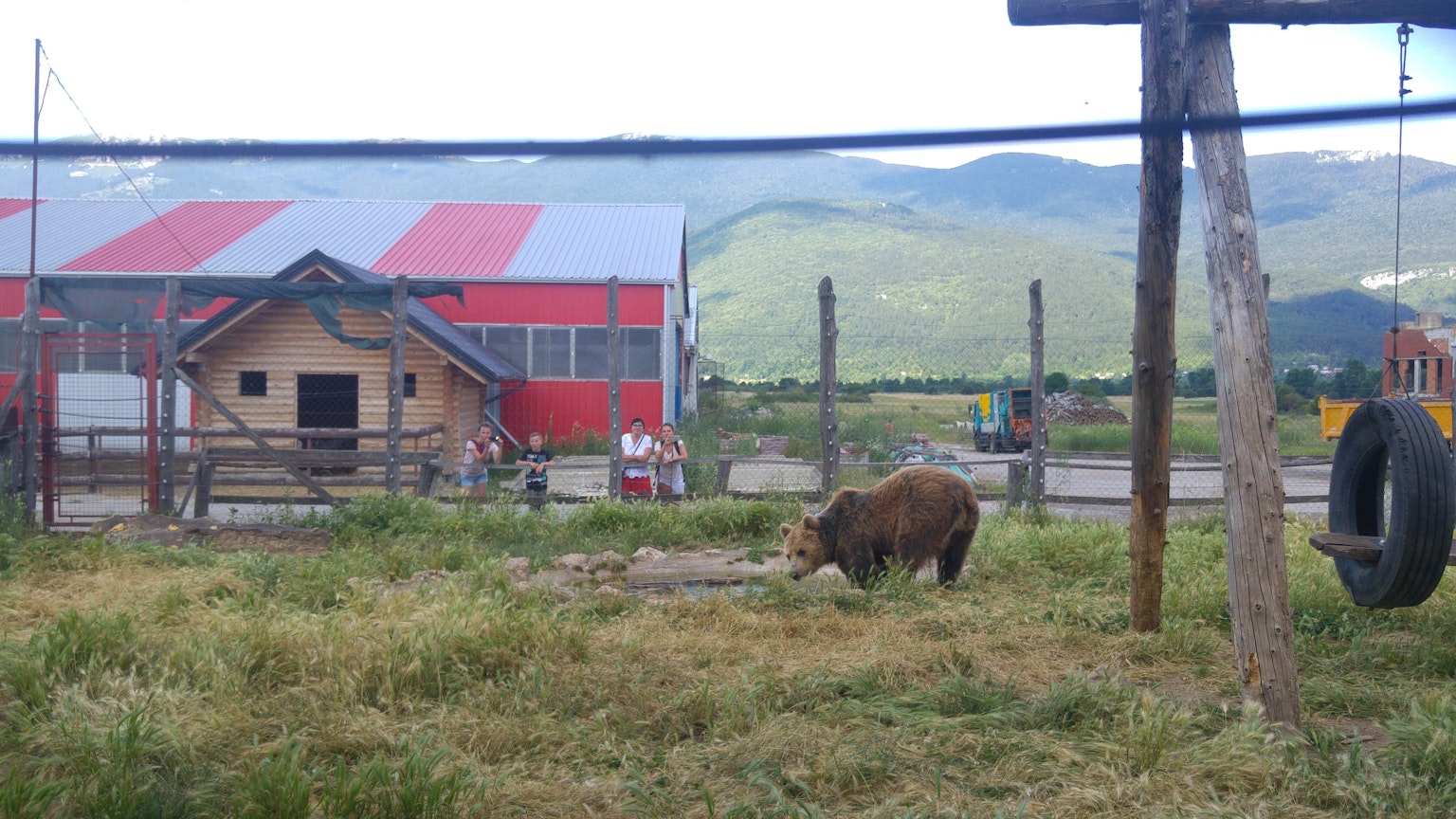 Une vache paissant dans un champ herbeux près d'une ferme à toit rouge