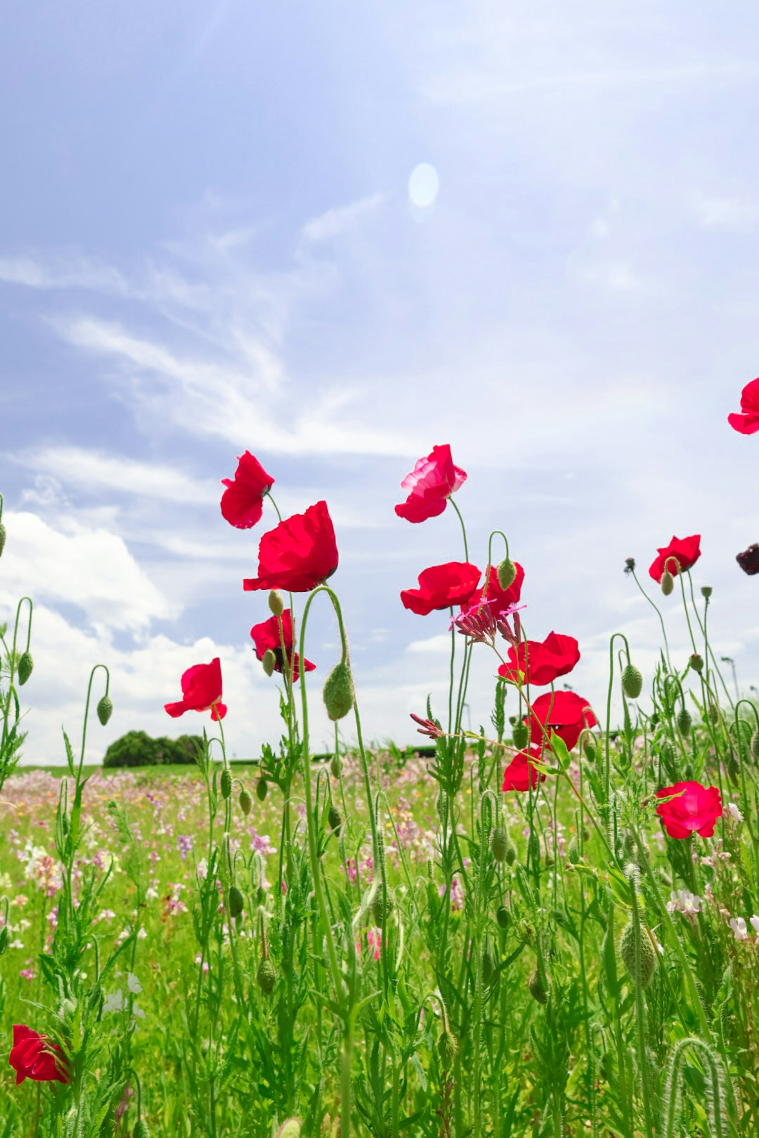Campo de flores de amapola rojas bajo un cielo azul