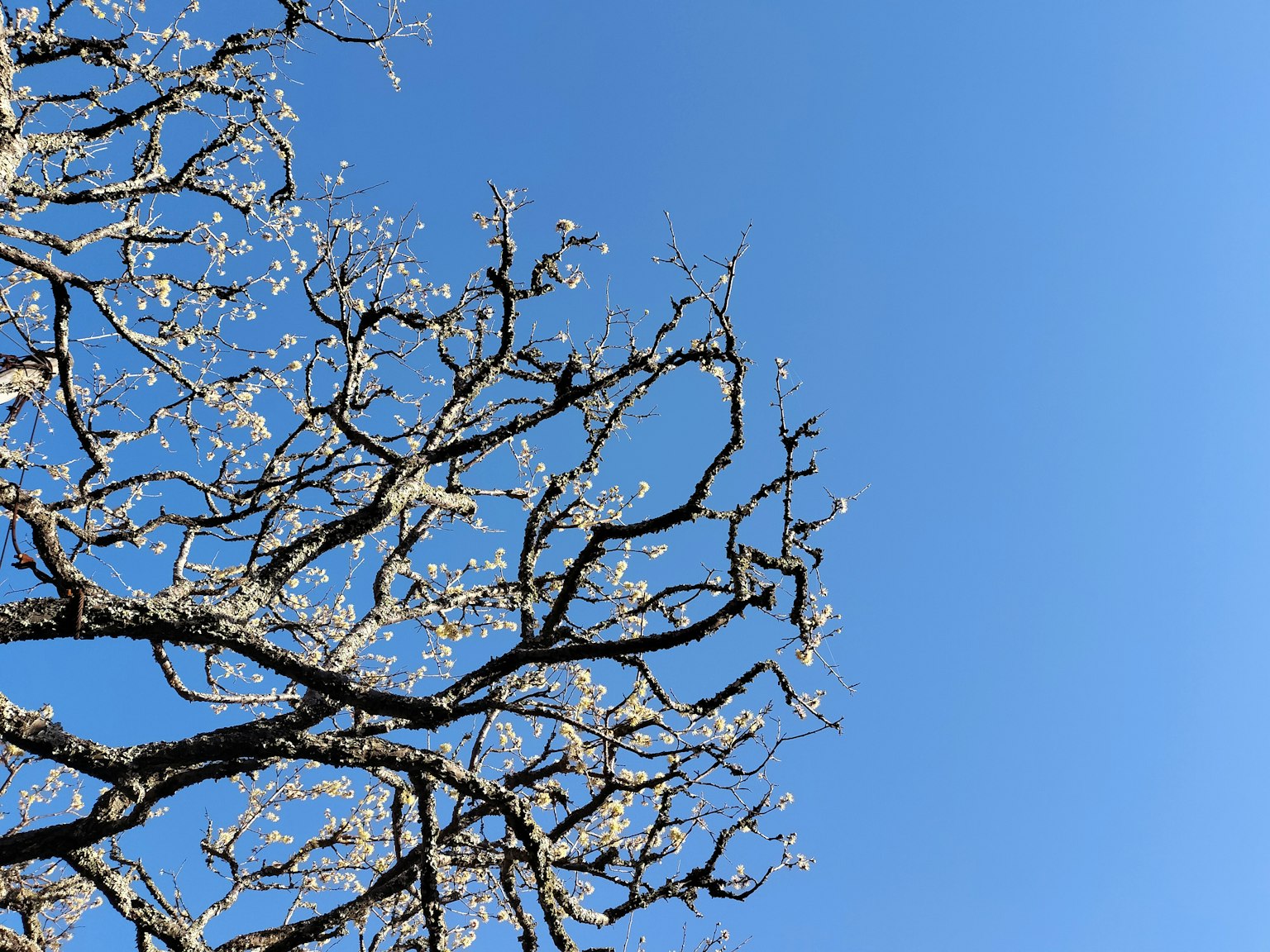 Cabang dengan bunga putih di bawah langit biru
