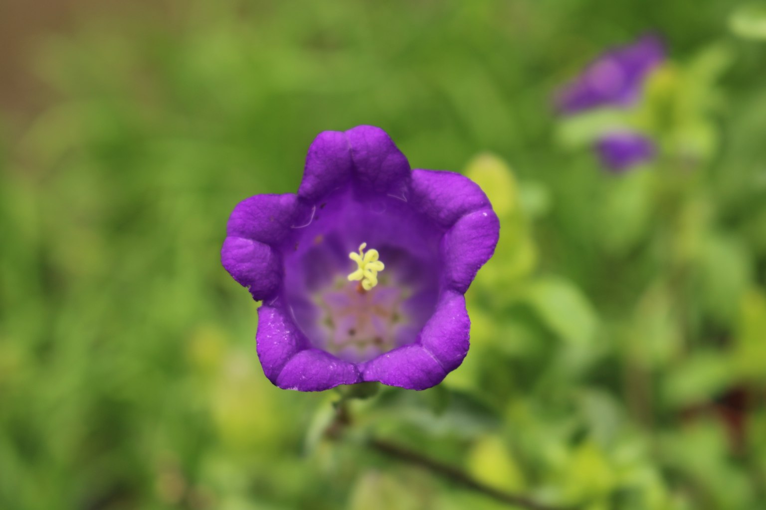 Gros plan d'une fleur violette sur fond vert