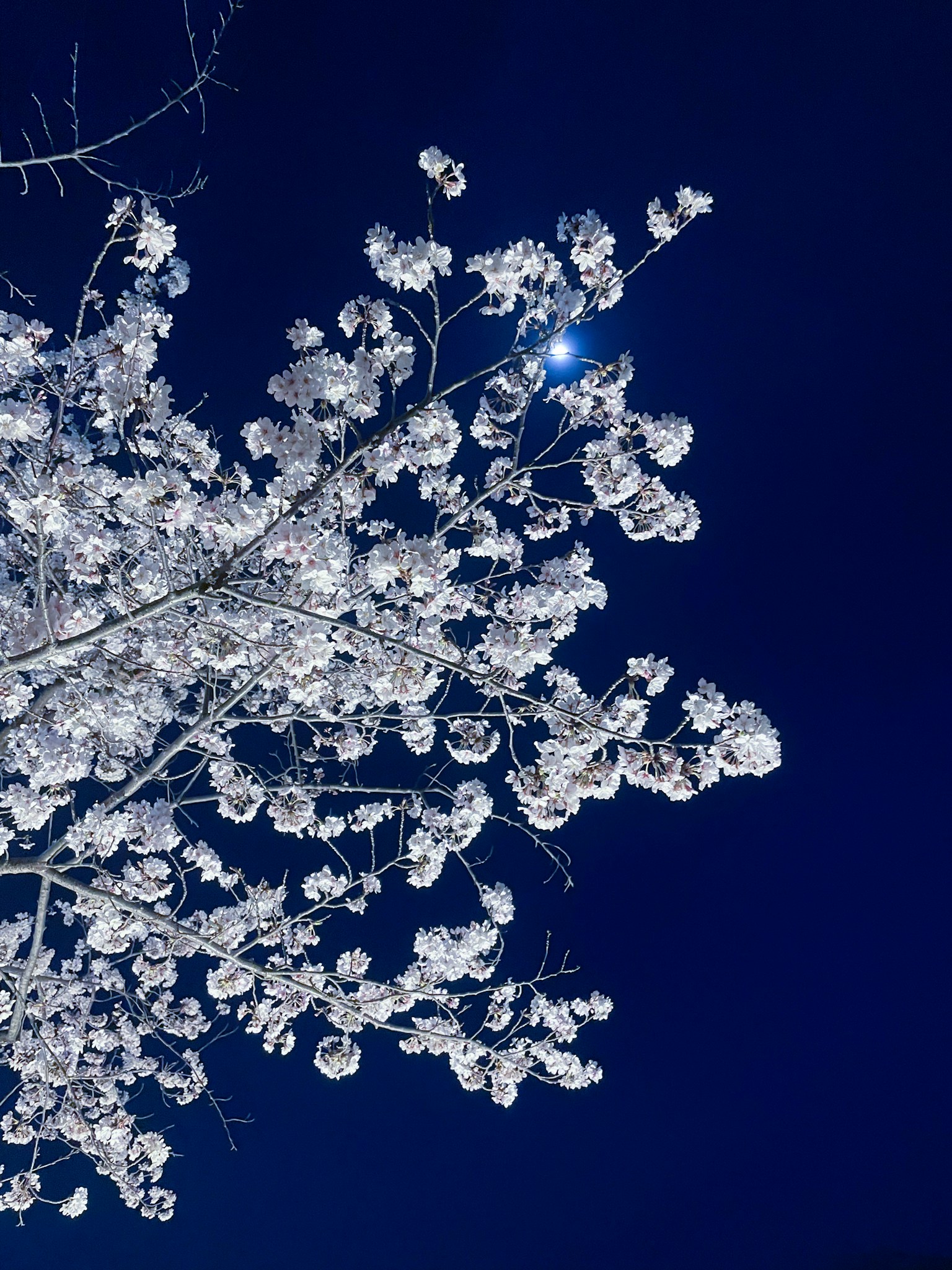 photo-gRE4VEcs94GWjdkJdfcZ-image