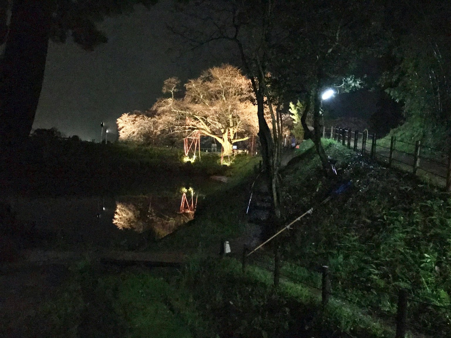 Pohon sakura yang diterangi di dekat kolam tenang di taman malam
