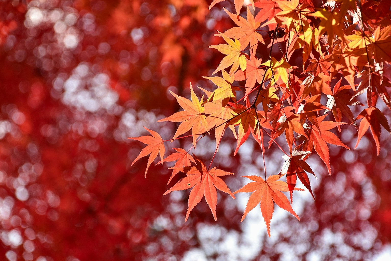 Feuilles d'érable rouges vibrantes sur un fond flou de feuillage rouge