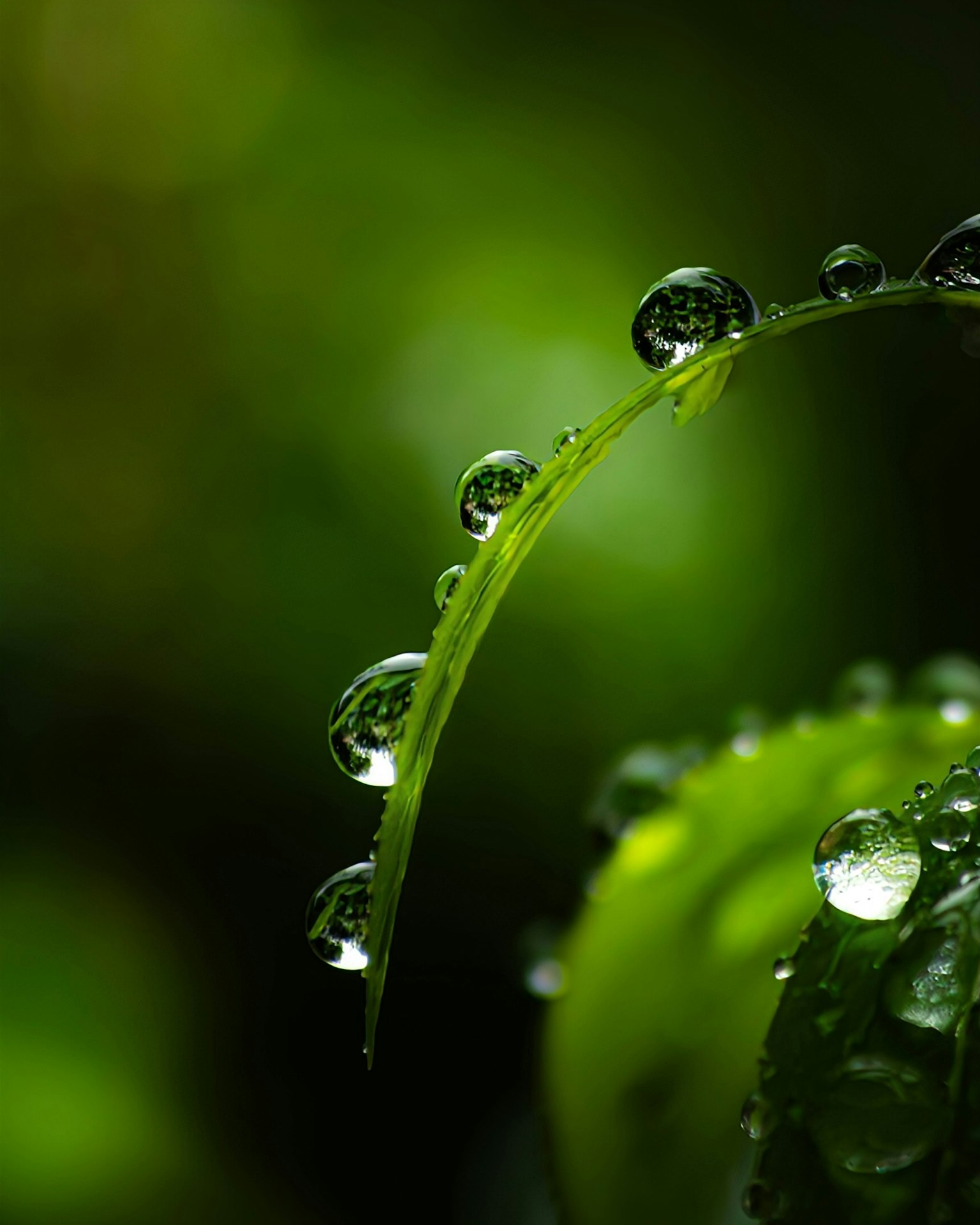 绿叶上水滴的特写照片