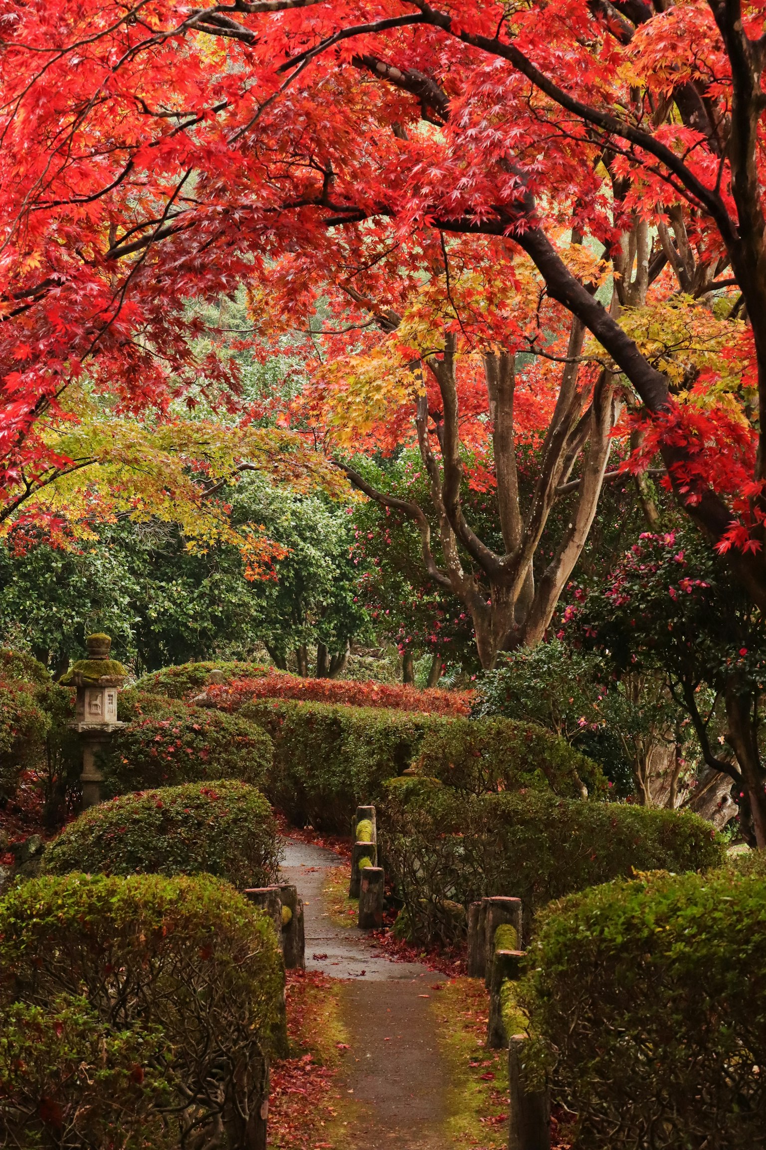 Ein gewundener Weg, umgeben von lebhaftem Herbstlaub in einem Park