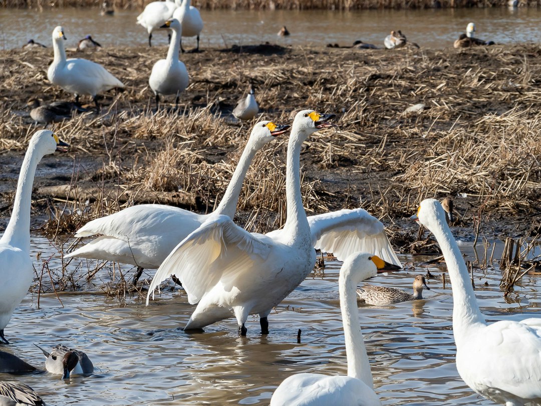 水辺で羽を広げる白鳥の群れ