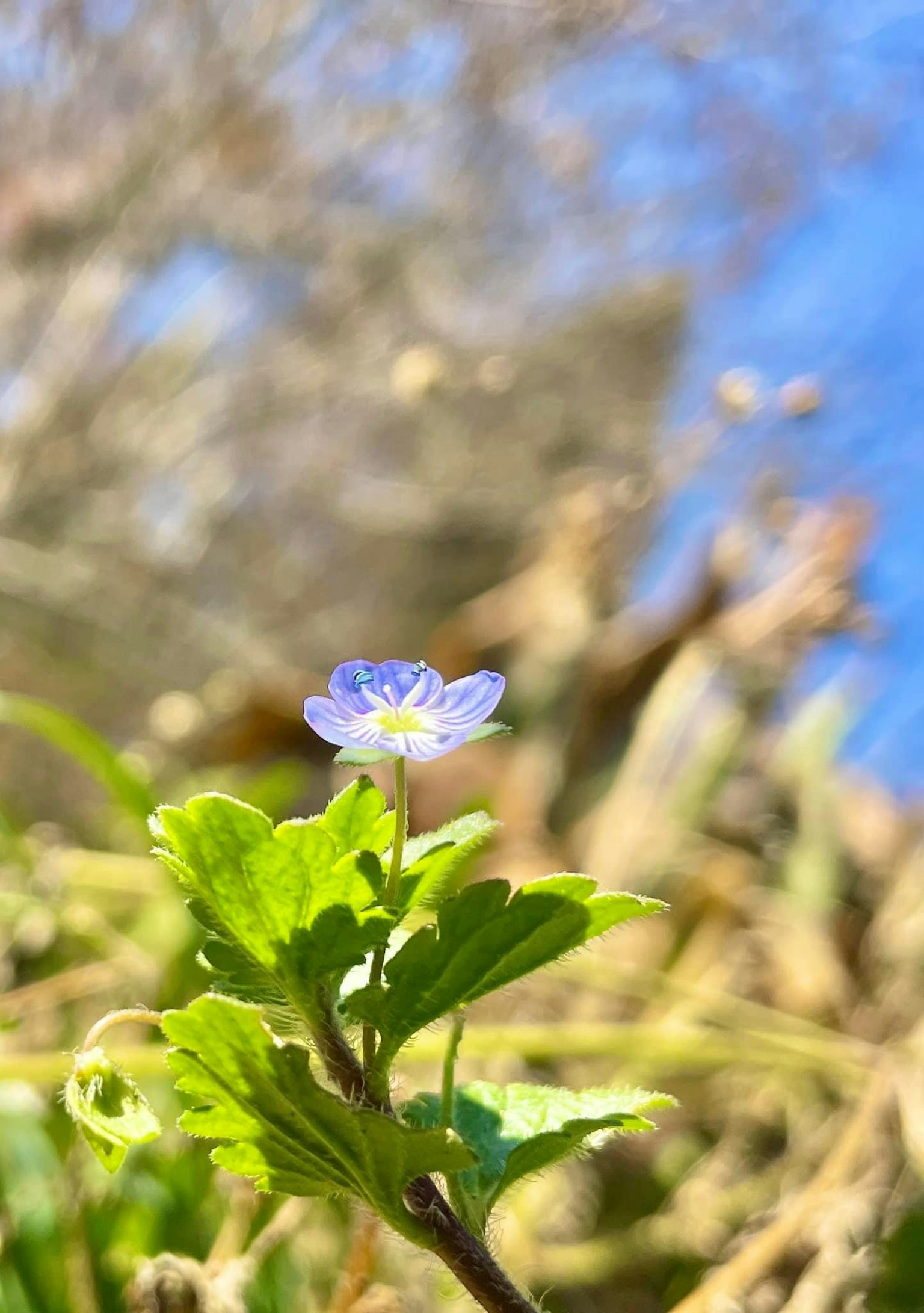 Un piccolo fiore blu che sboccia tra le foglie verdi