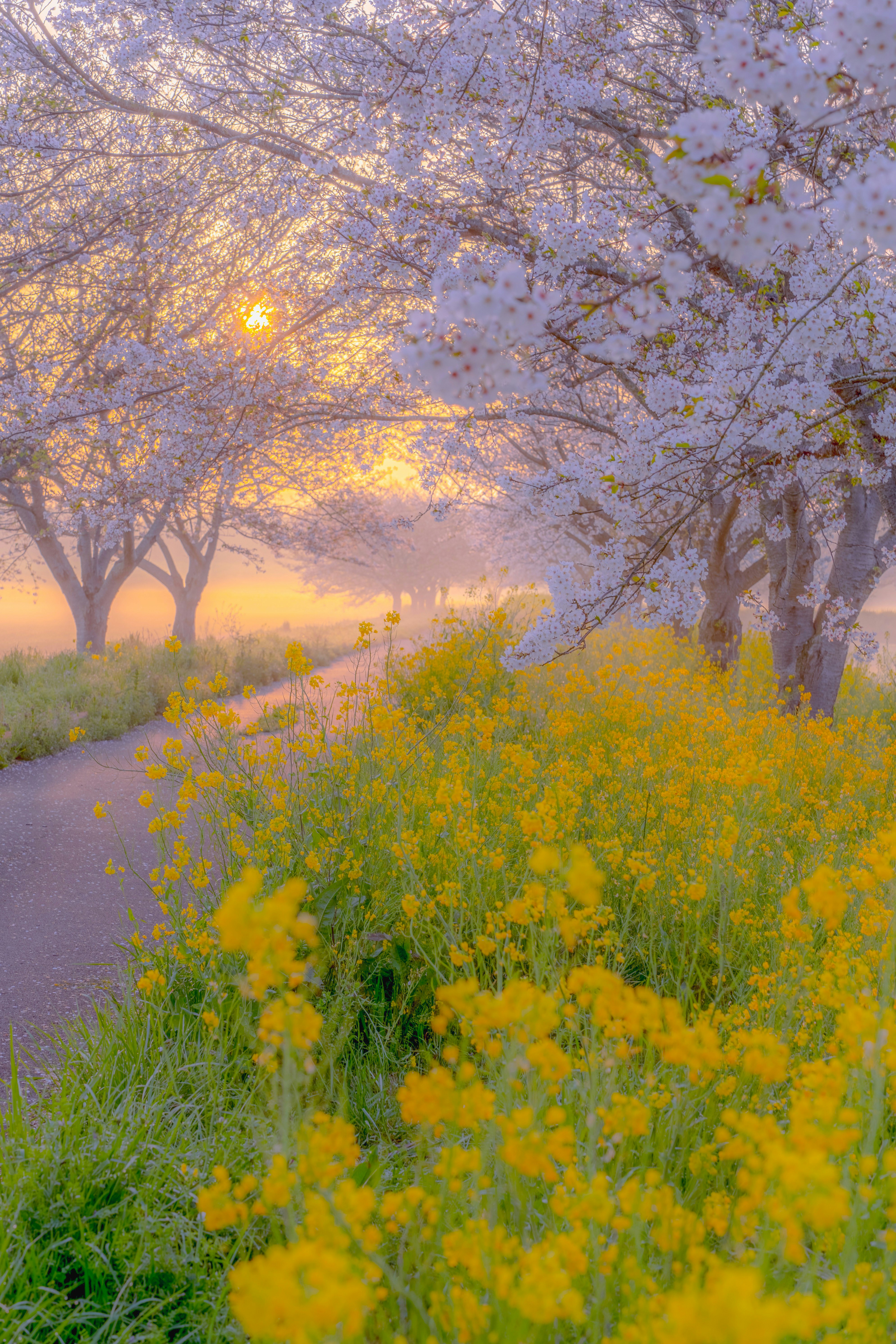 春の朝の菜の花畑と桜並木の風景