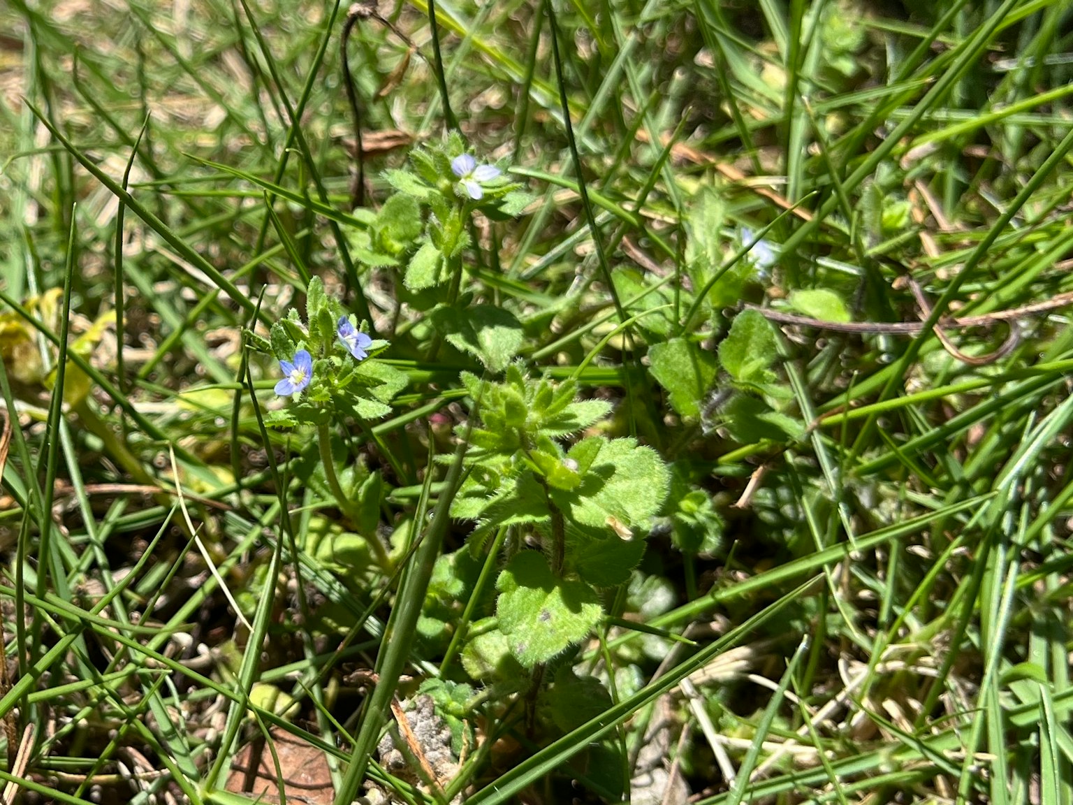 Immagine di erba verde con piccoli fiori blu che crescono vicino al suolo