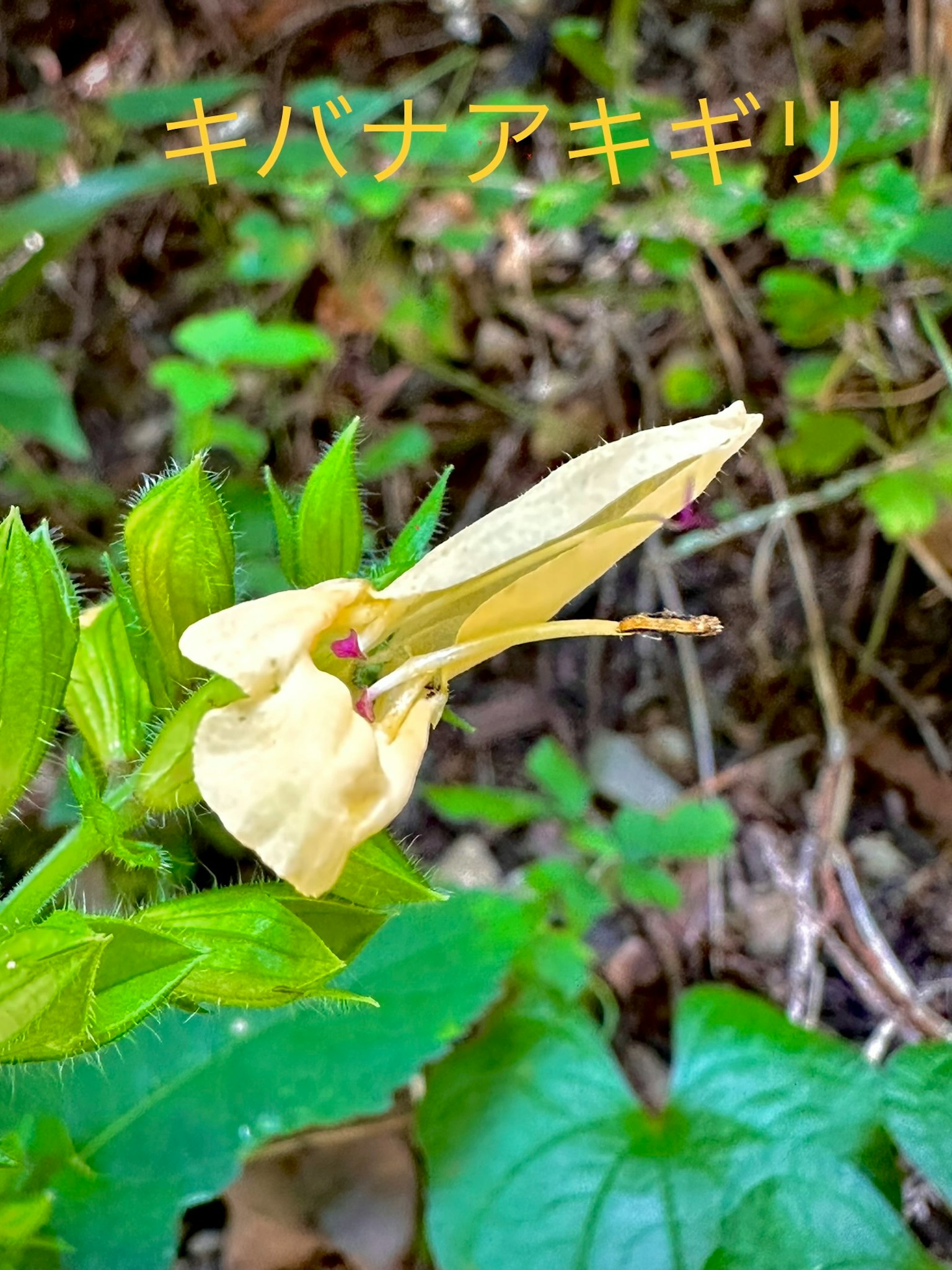 Flor amarilla de Kibana Akigiri rodeada de hojas verdes