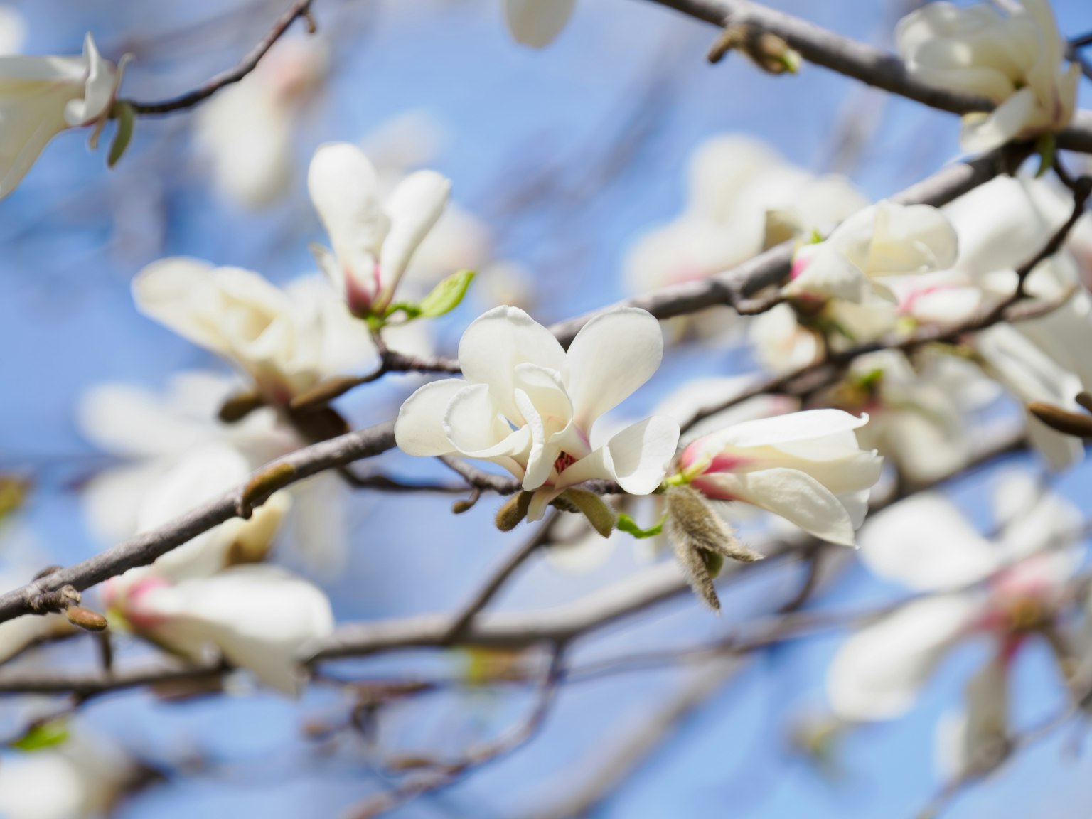 Zweig mit weißen Blumen vor blauem Himmel