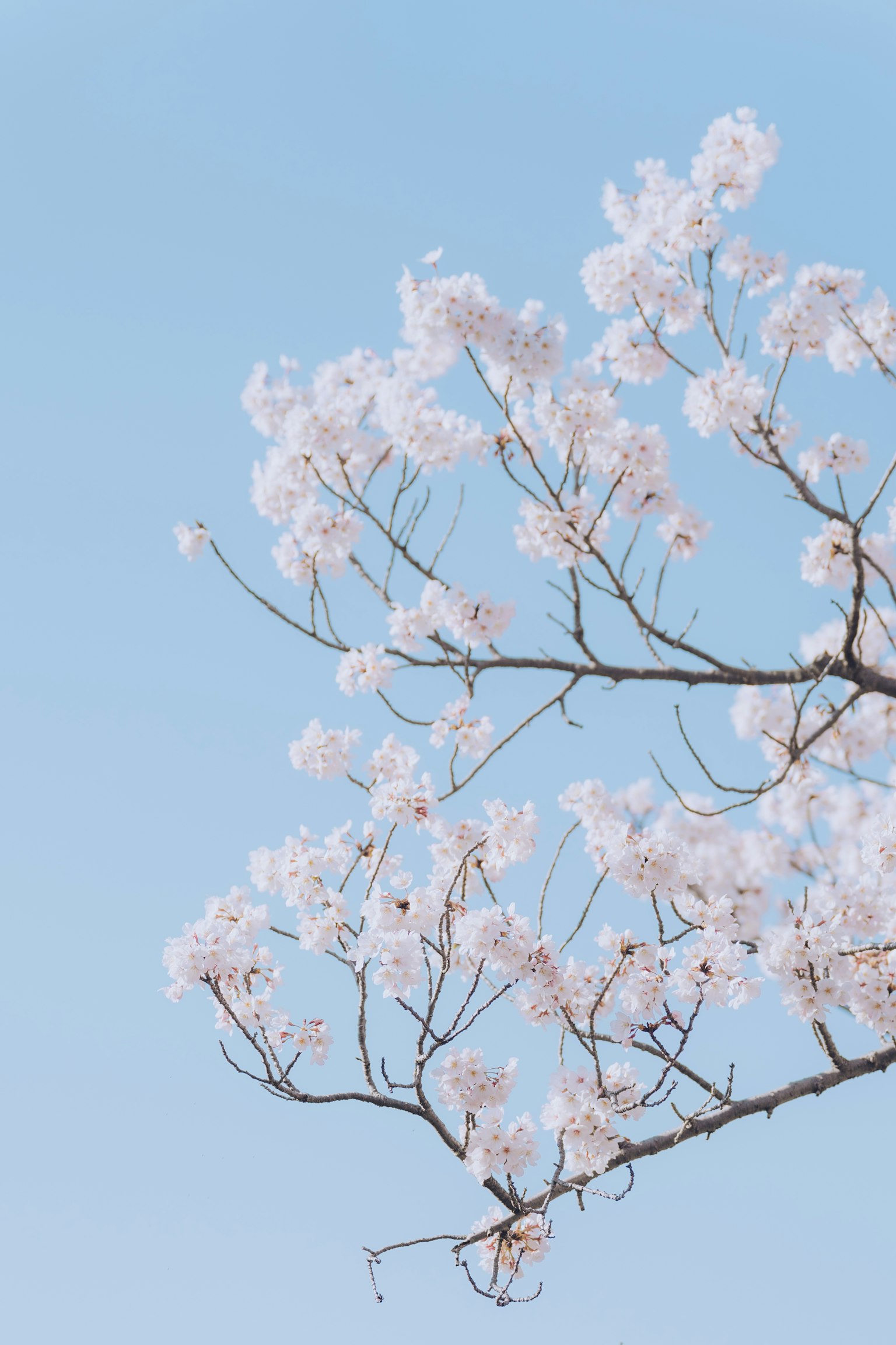Rami di fiori bianchi contro un cielo blu