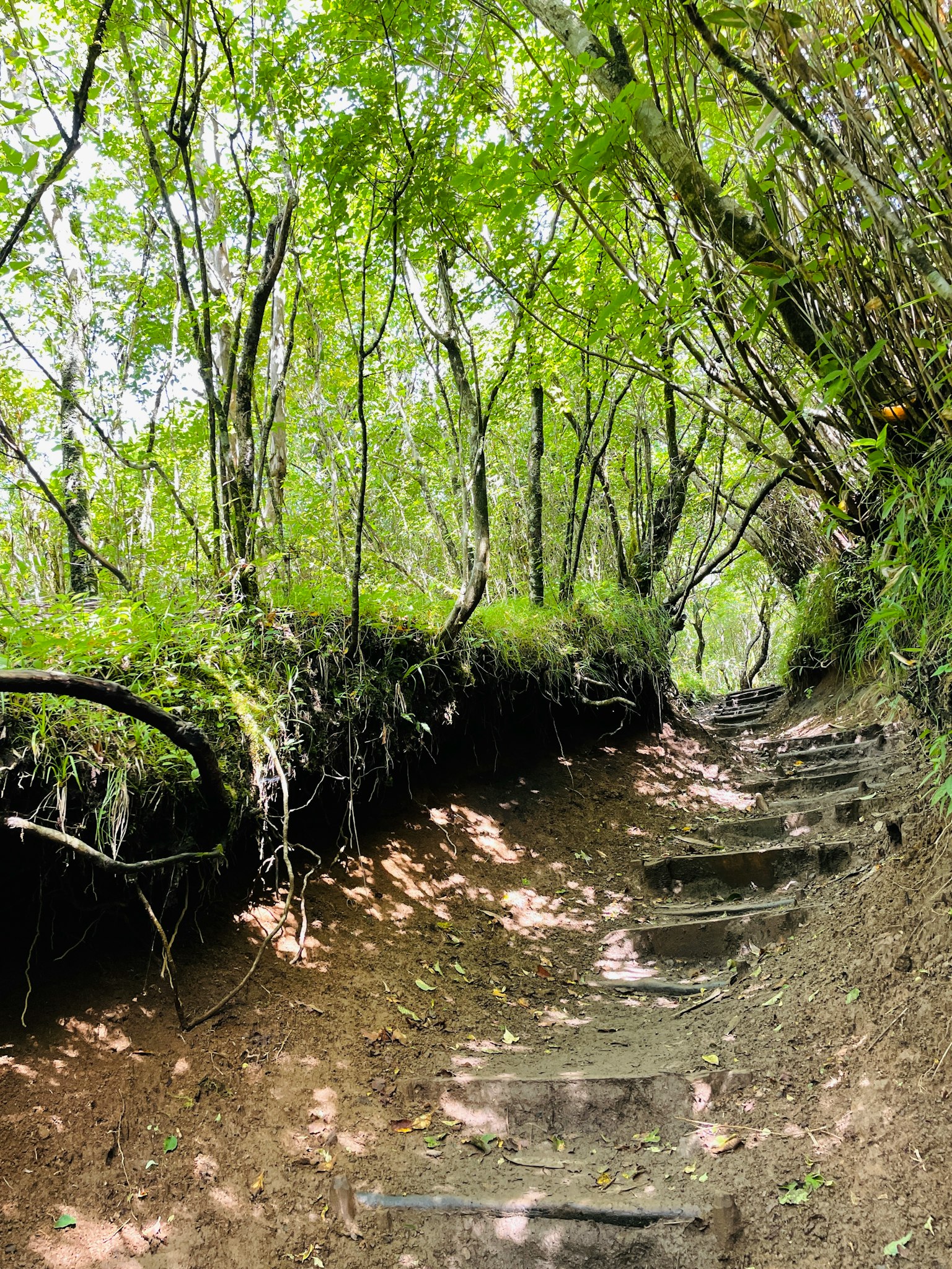 Steinige Treppen, die durch einen üppigen grünen Wald mit dichtem Laub führen