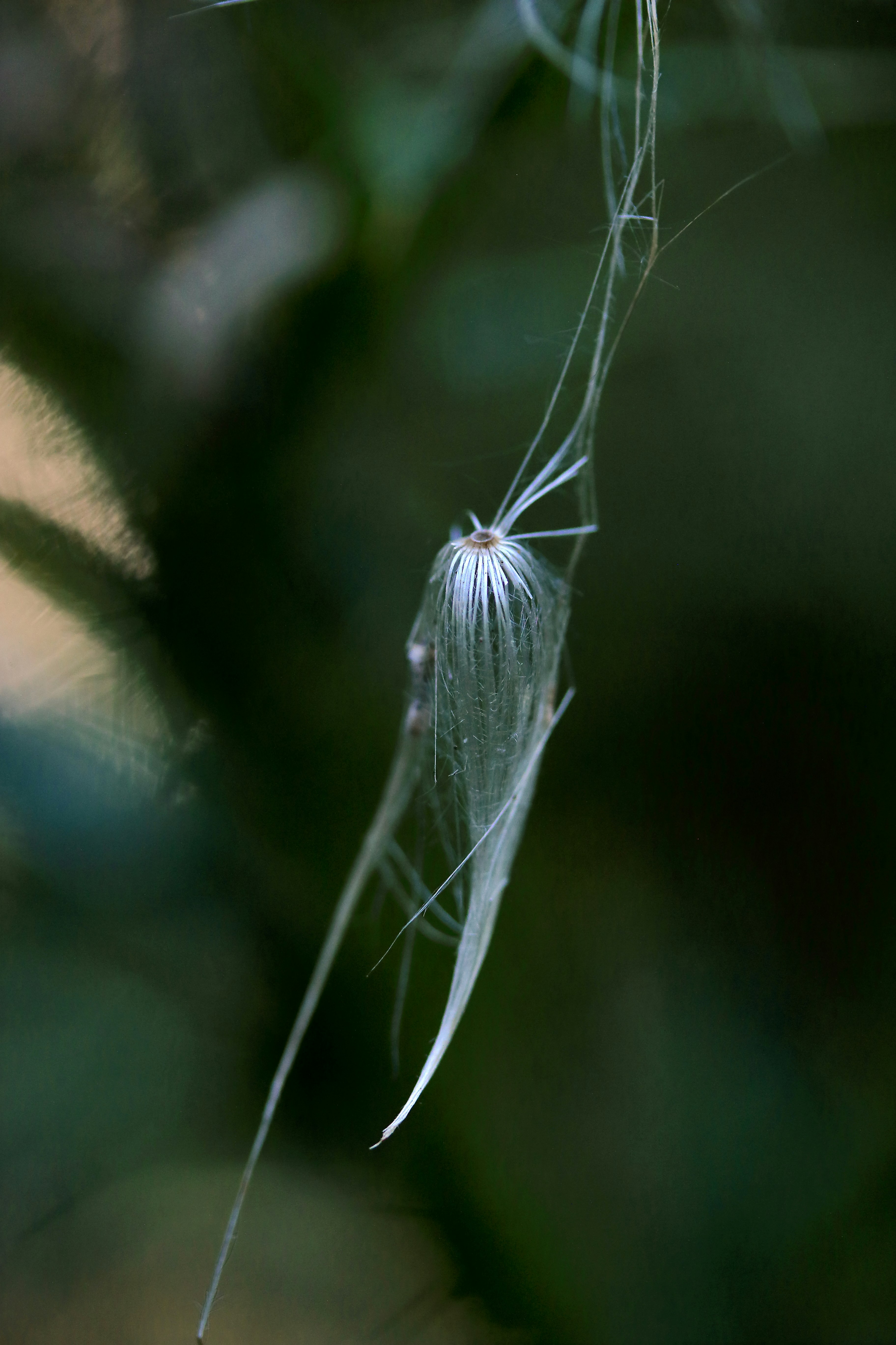 Macro nature background with dandelion seed fluff and fine threads