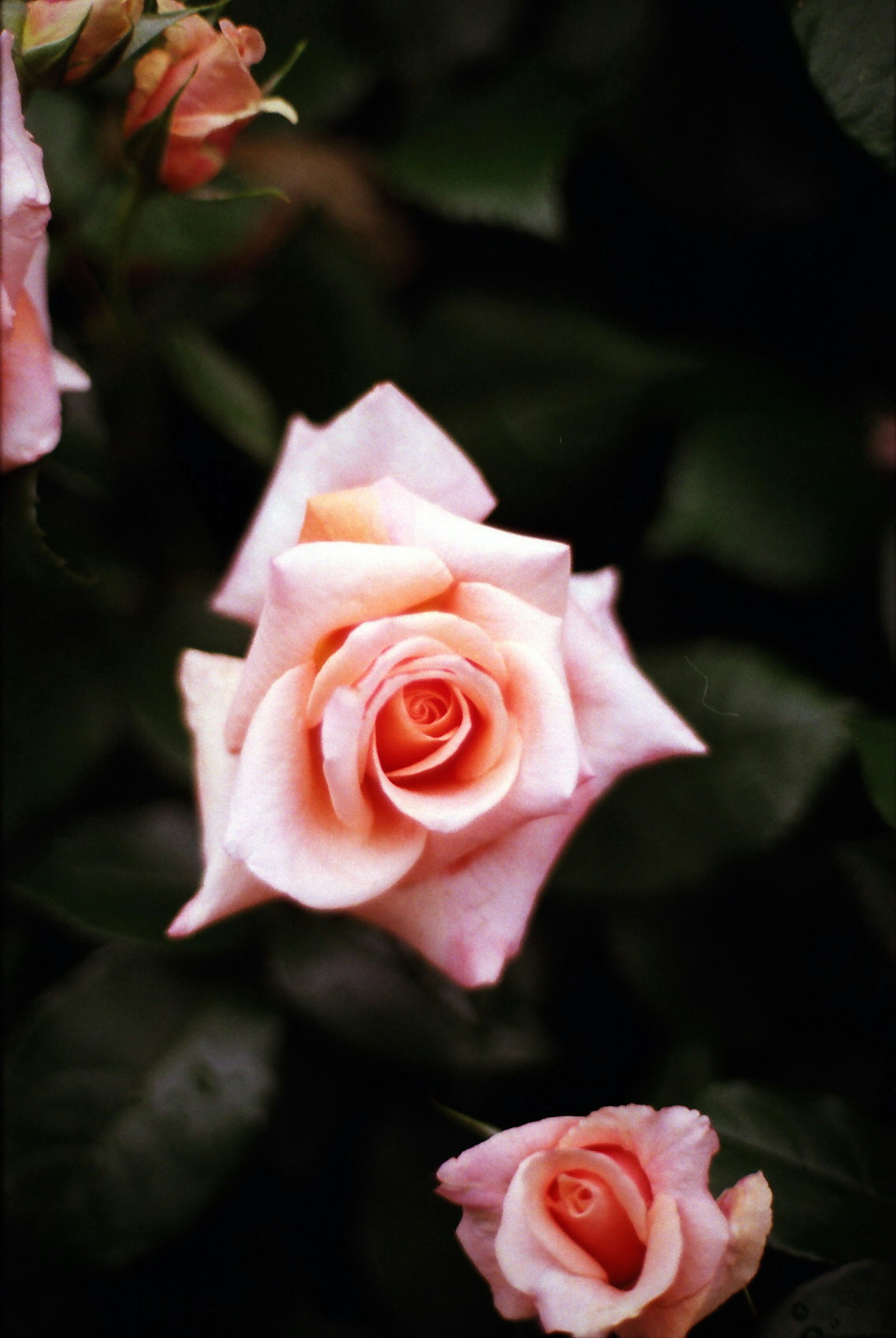 Una rosa rosa chiaro circondata da foglie verdi