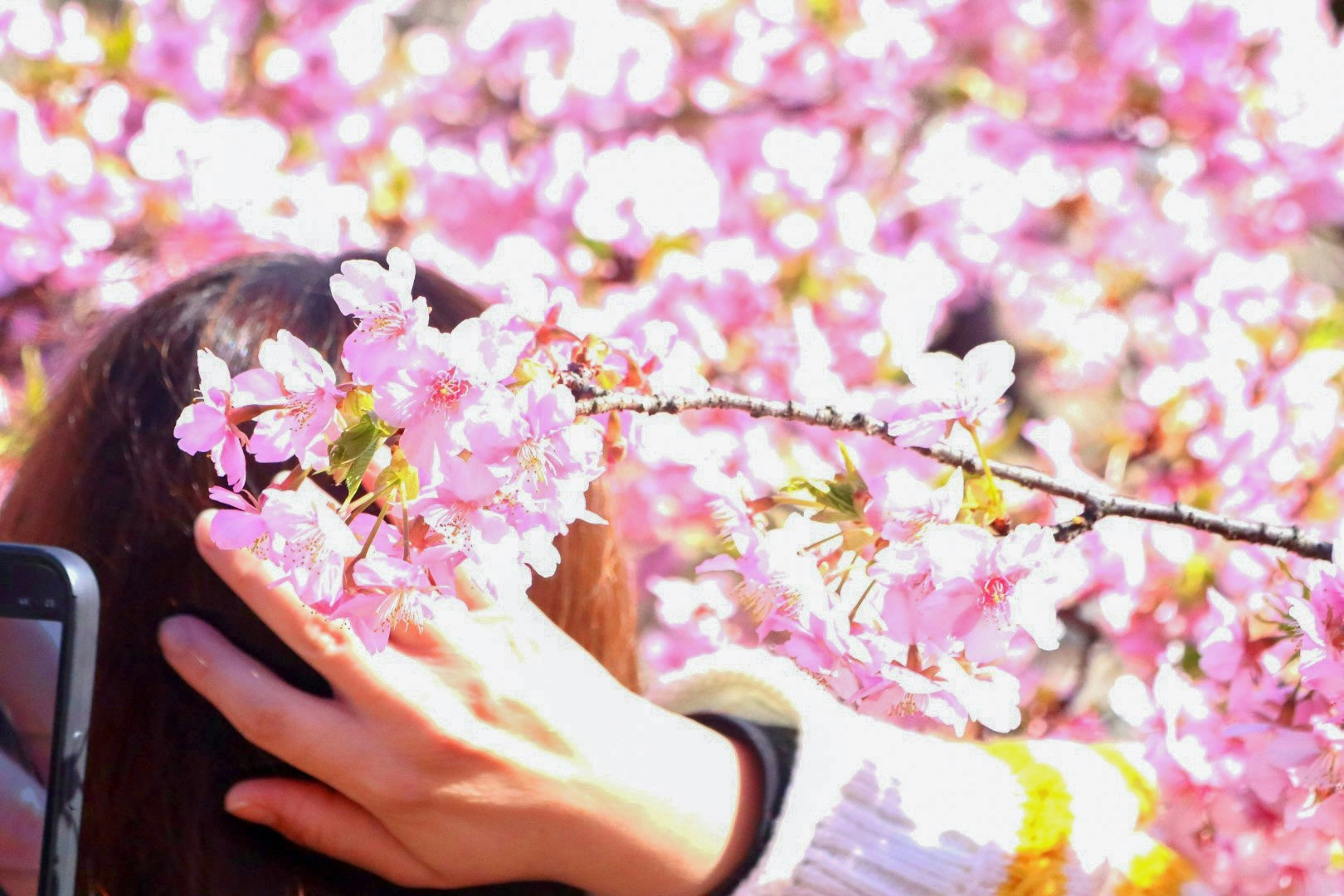 桜の花びらに包まれる手とスマホのある春の花見風景