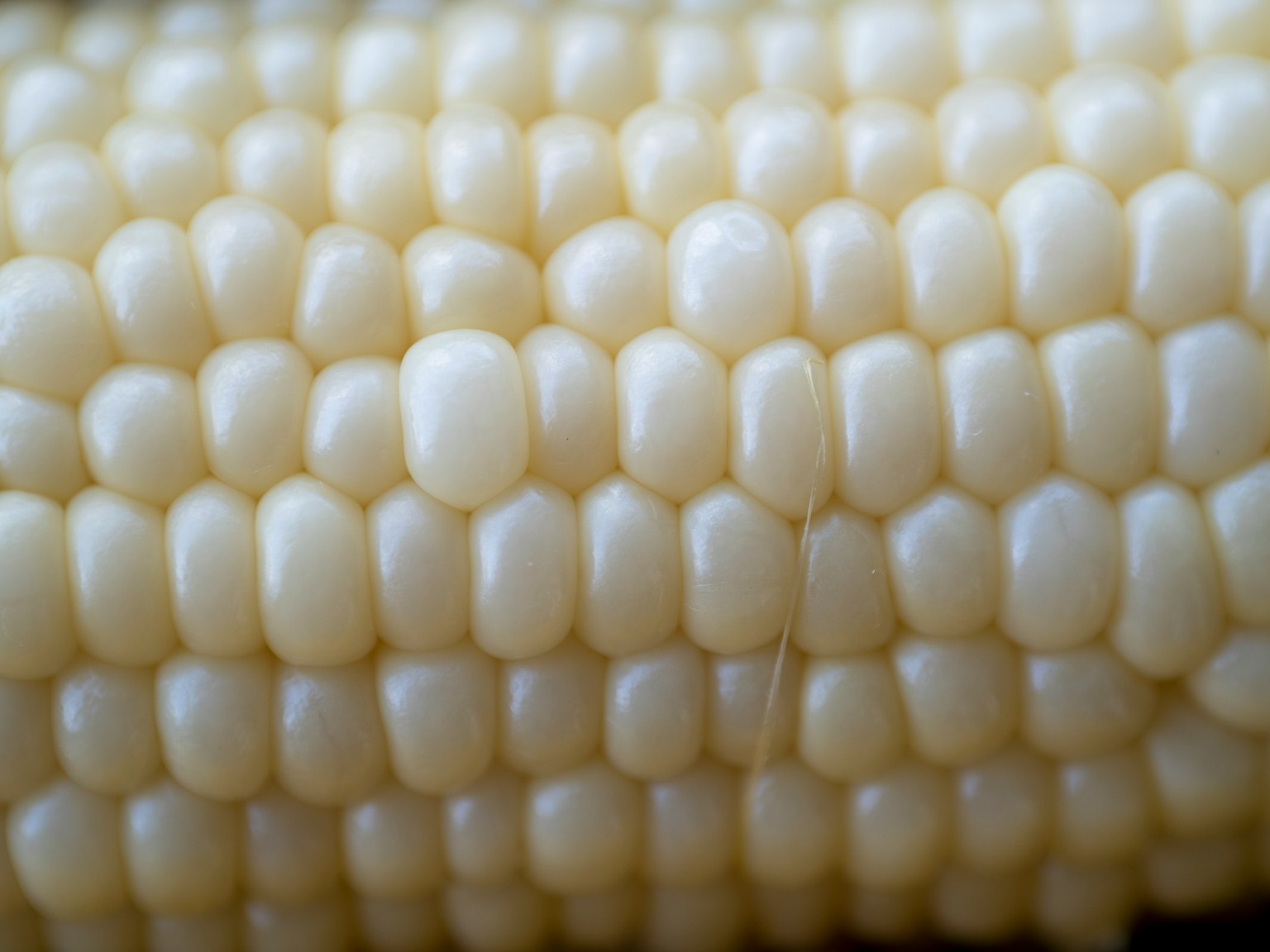 Primer plano de una mazorca de maíz blanco