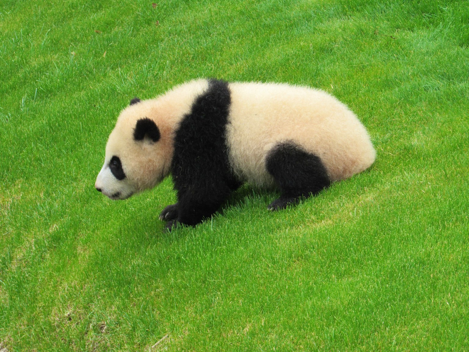 Ein Baby-Panda sitzt auf grünem Gras