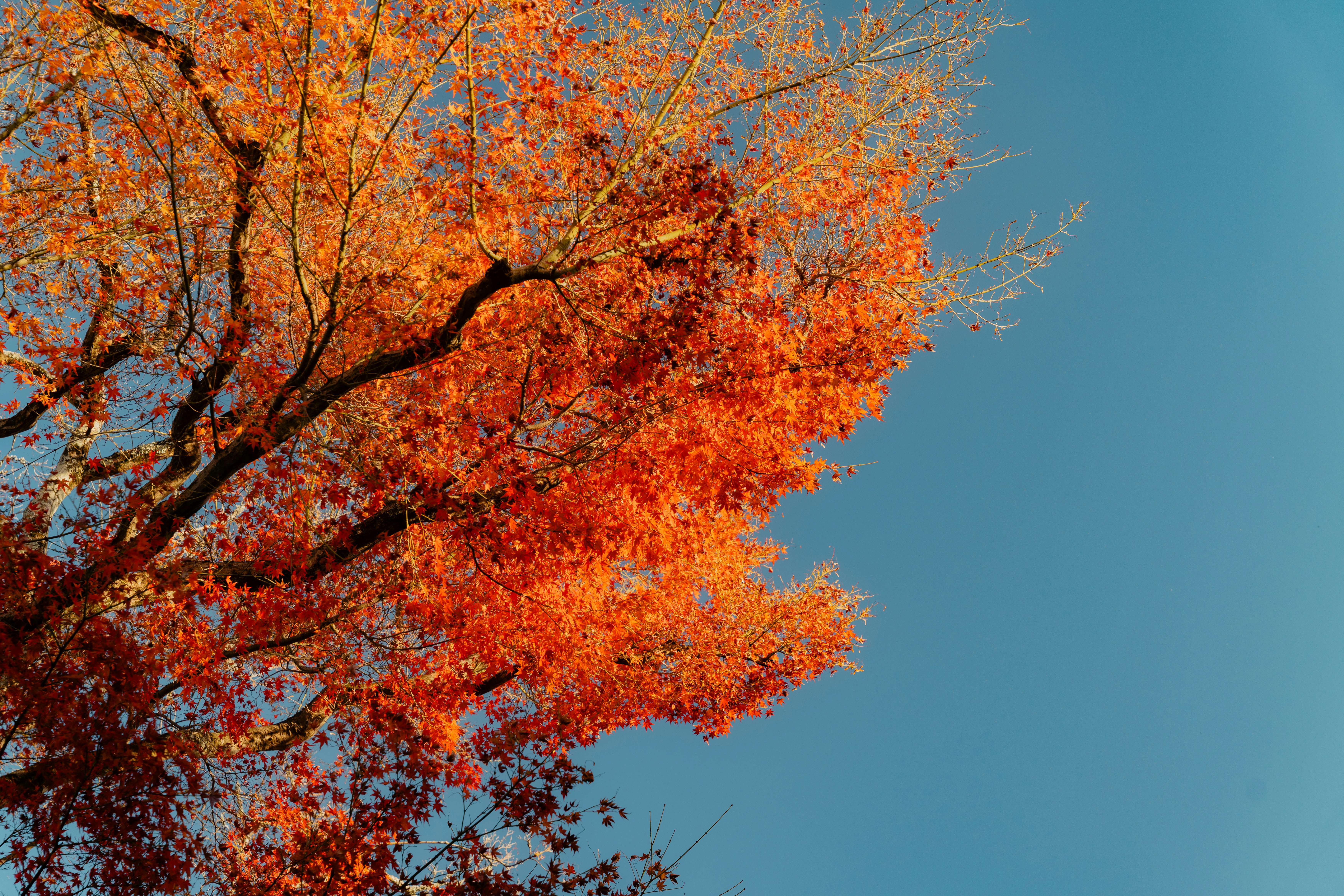 青空に映える紅葉の枝先