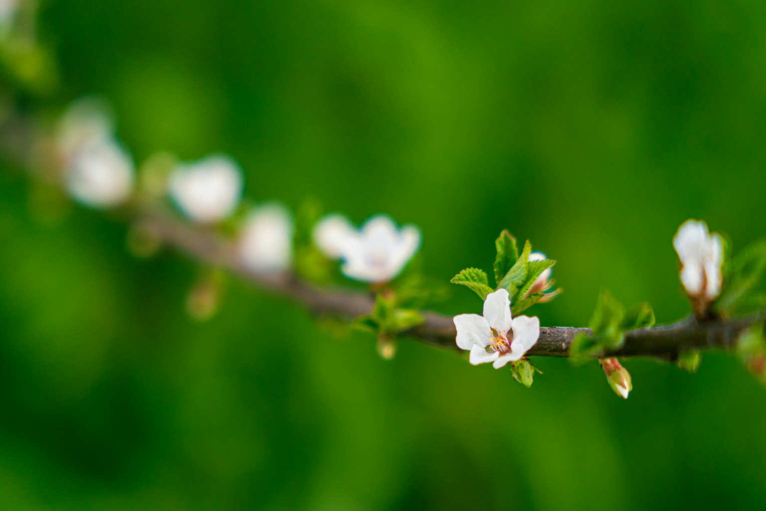 Nahaufnahme eines Zweigs mit weißen Blumen vor grünem Hintergrund