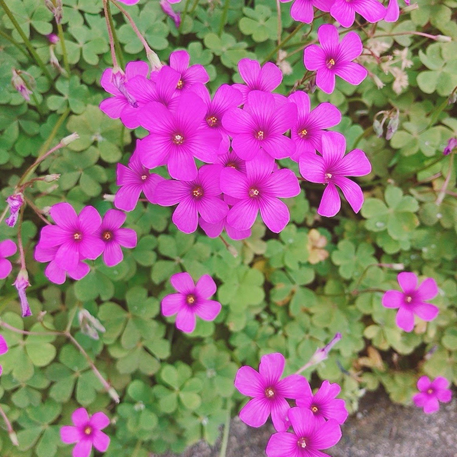 Lebendige rosa Blumen umgeben von grünen Blättern