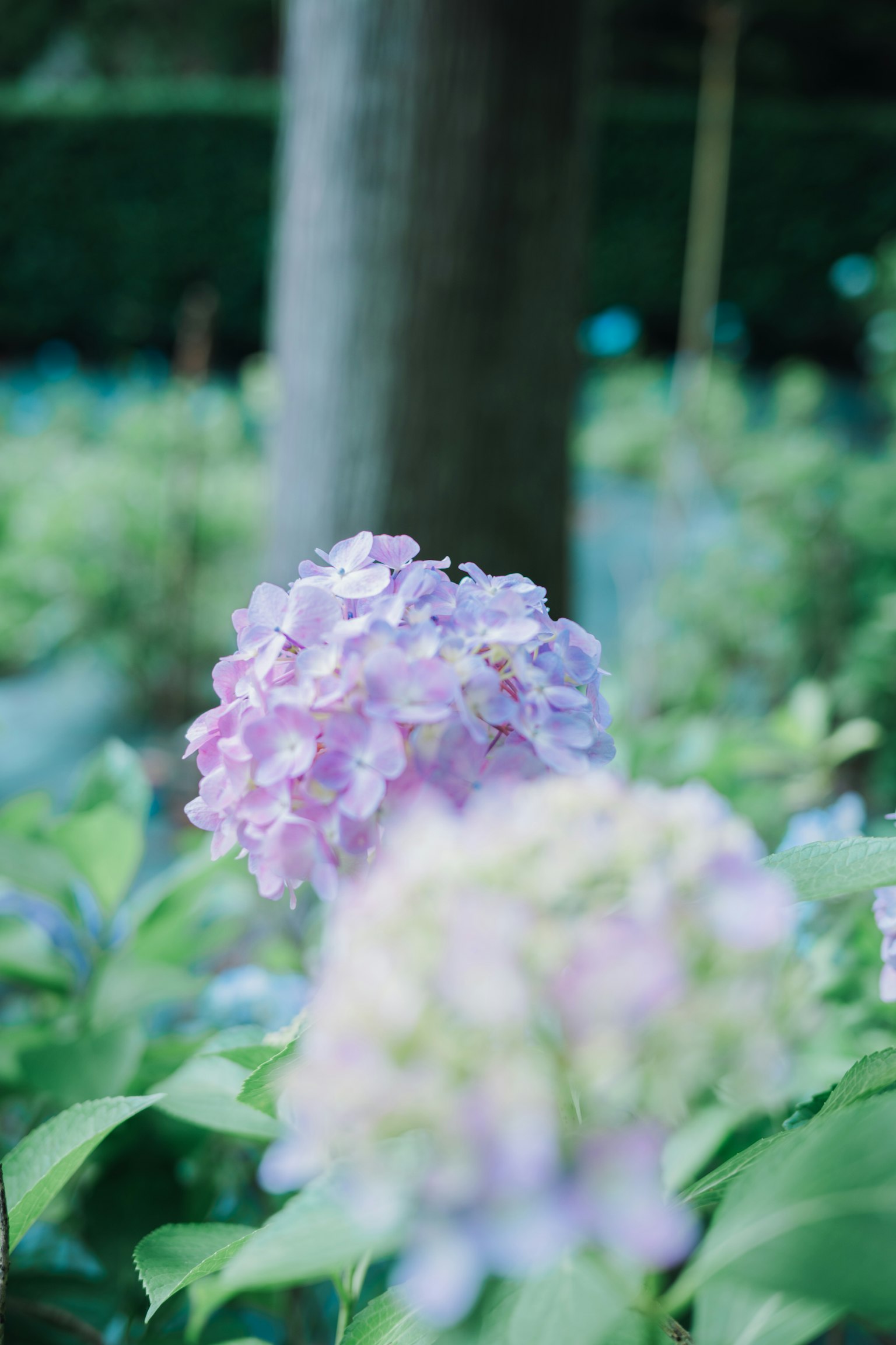 Scena con fiori di ortensia viola pallido e foglie verdi con un tronco d'albero sullo sfondo