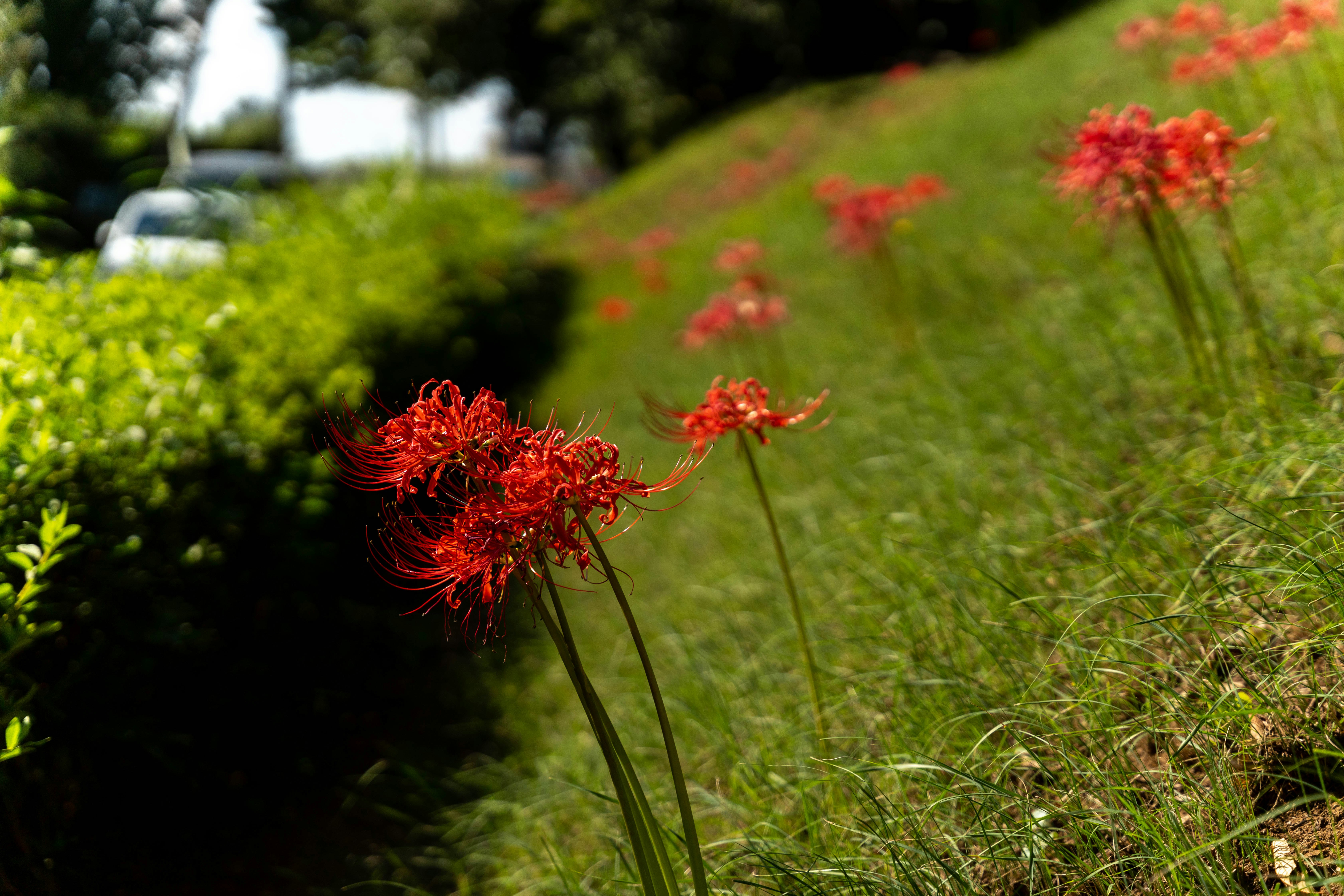 紅色彼岸花沿著綠色小徑盛開