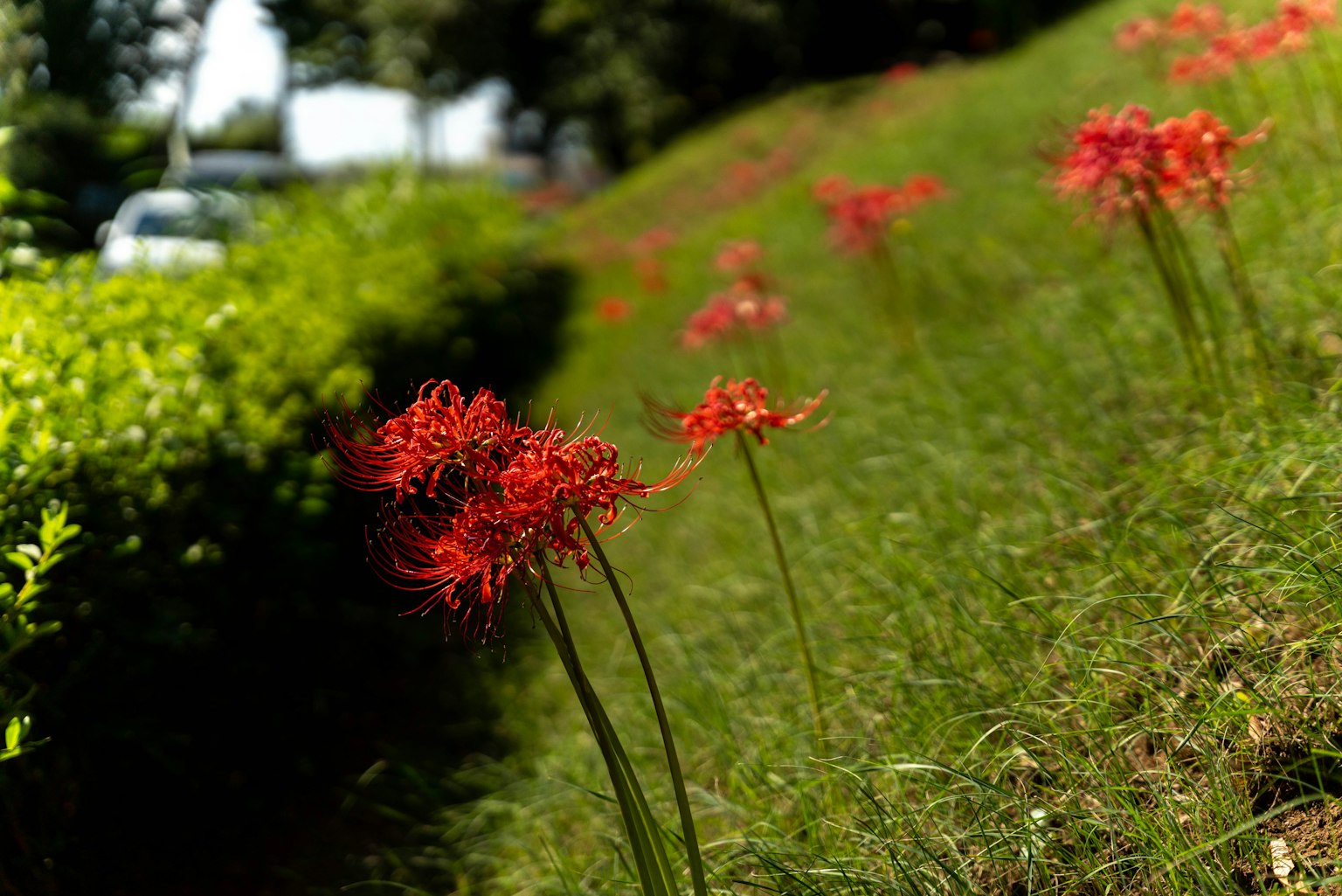 Red spider lilies scattered across a grassy slope