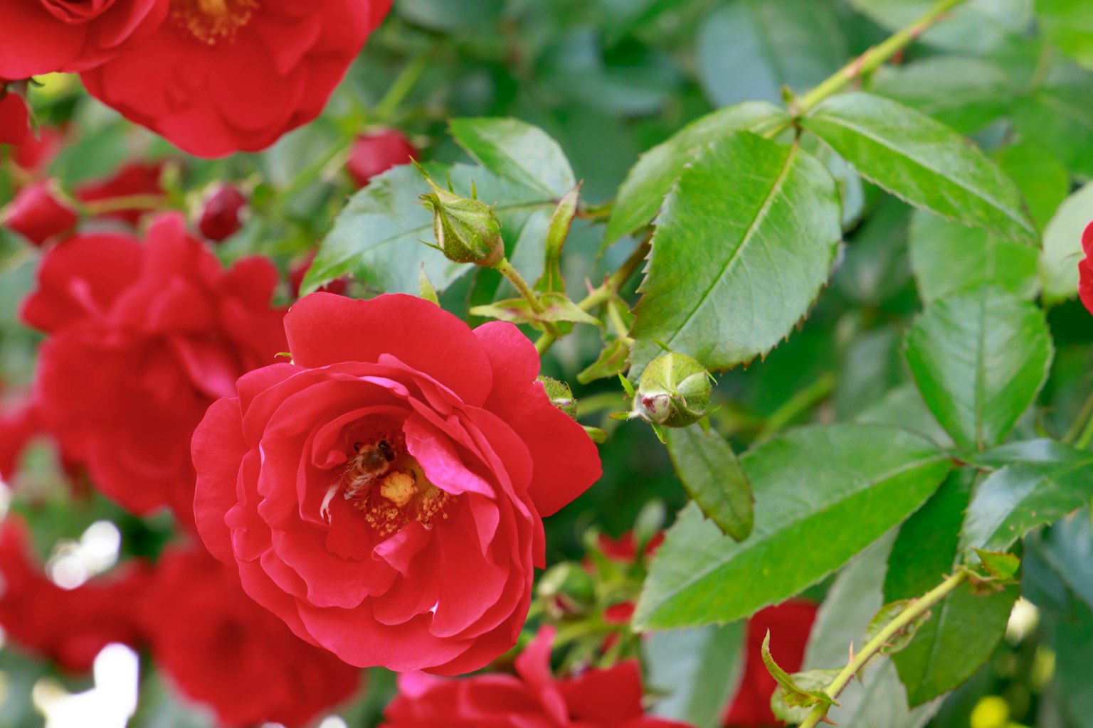 Rosas rojas vibrantes con hojas verdes exuberantes entrelazadas