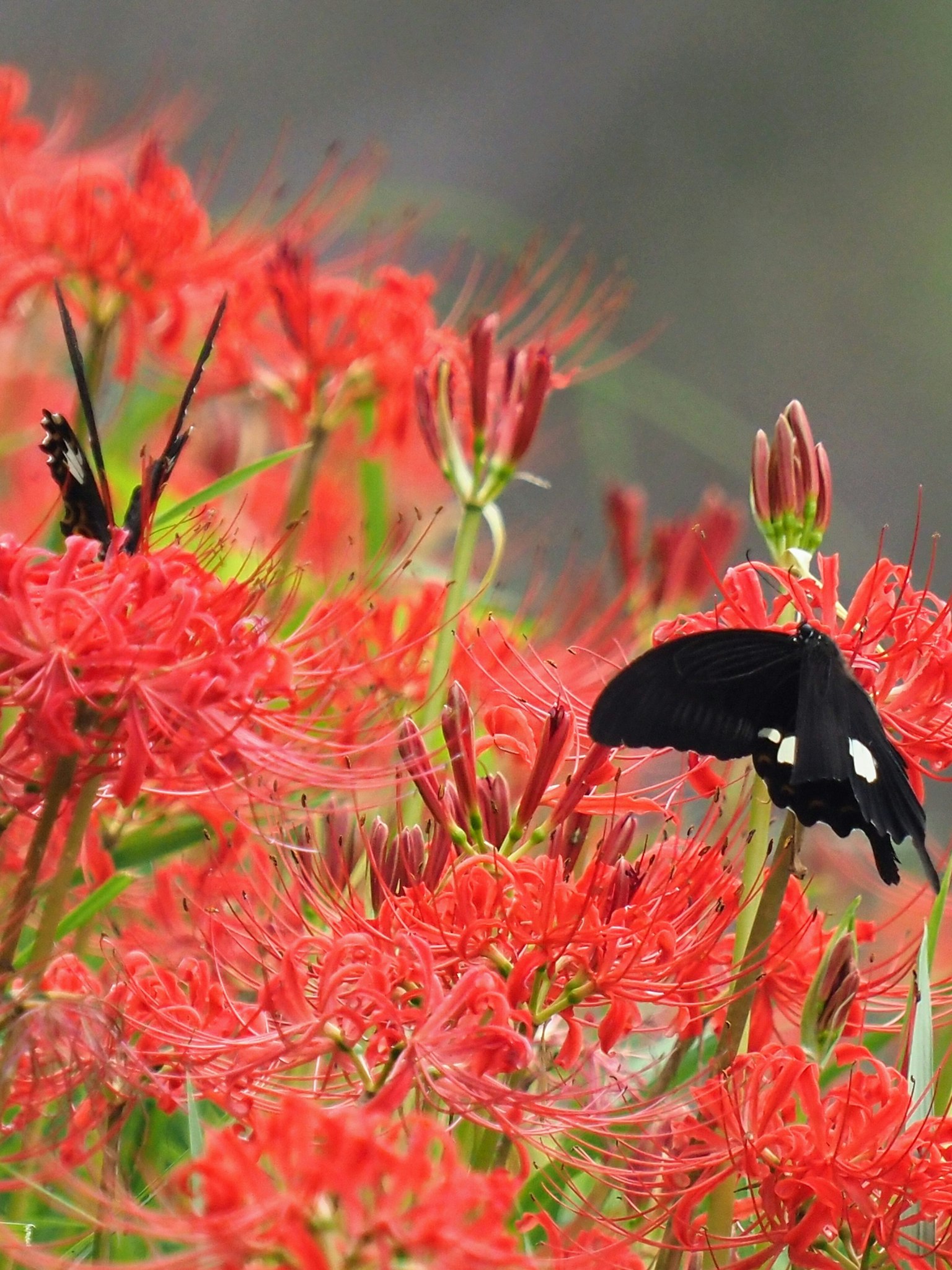 Une belle scène de papillons noirs parmi des lys araignées rouges vibrants