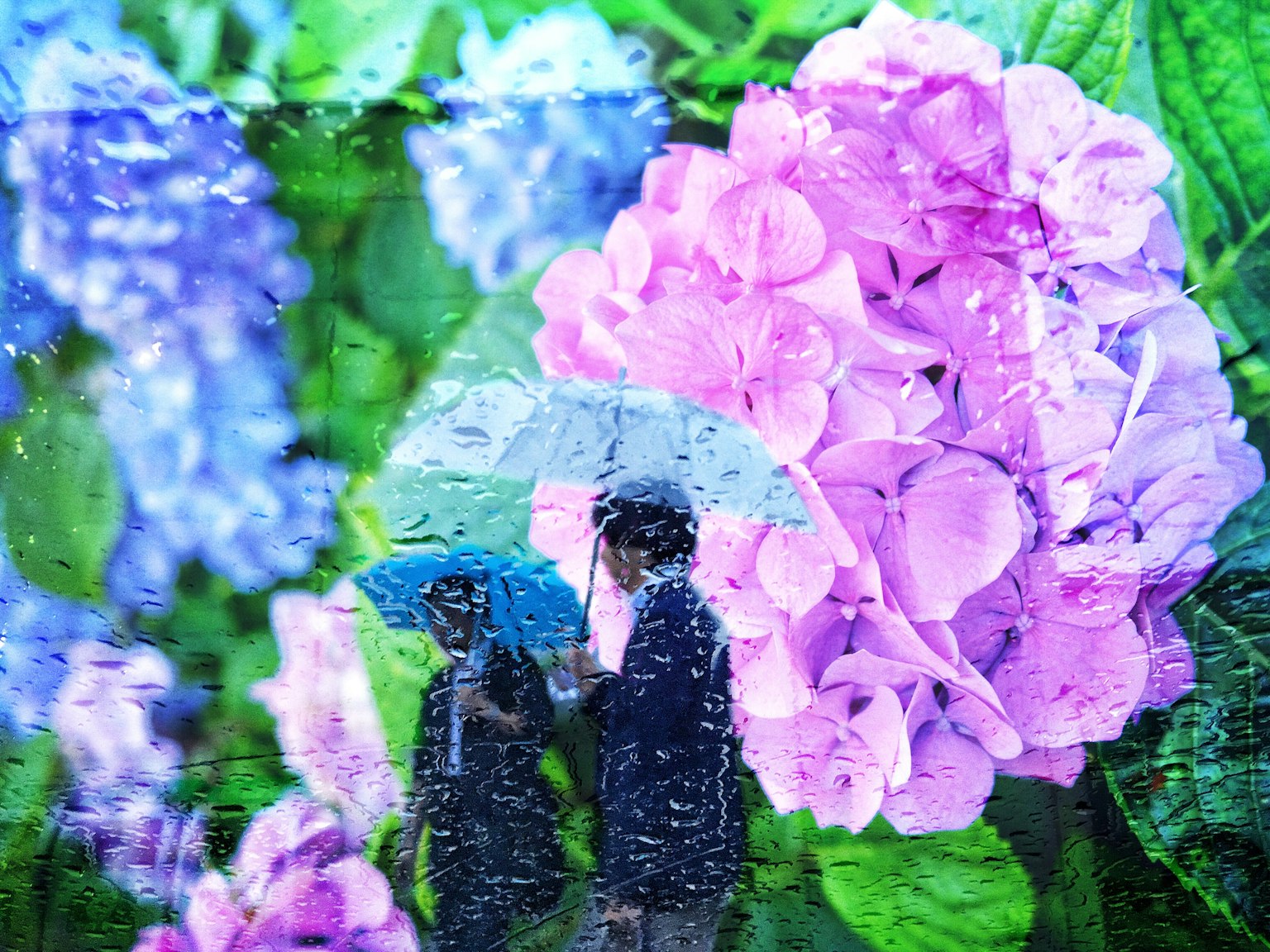 两个人在雨中撑着伞走，周围是绣球花