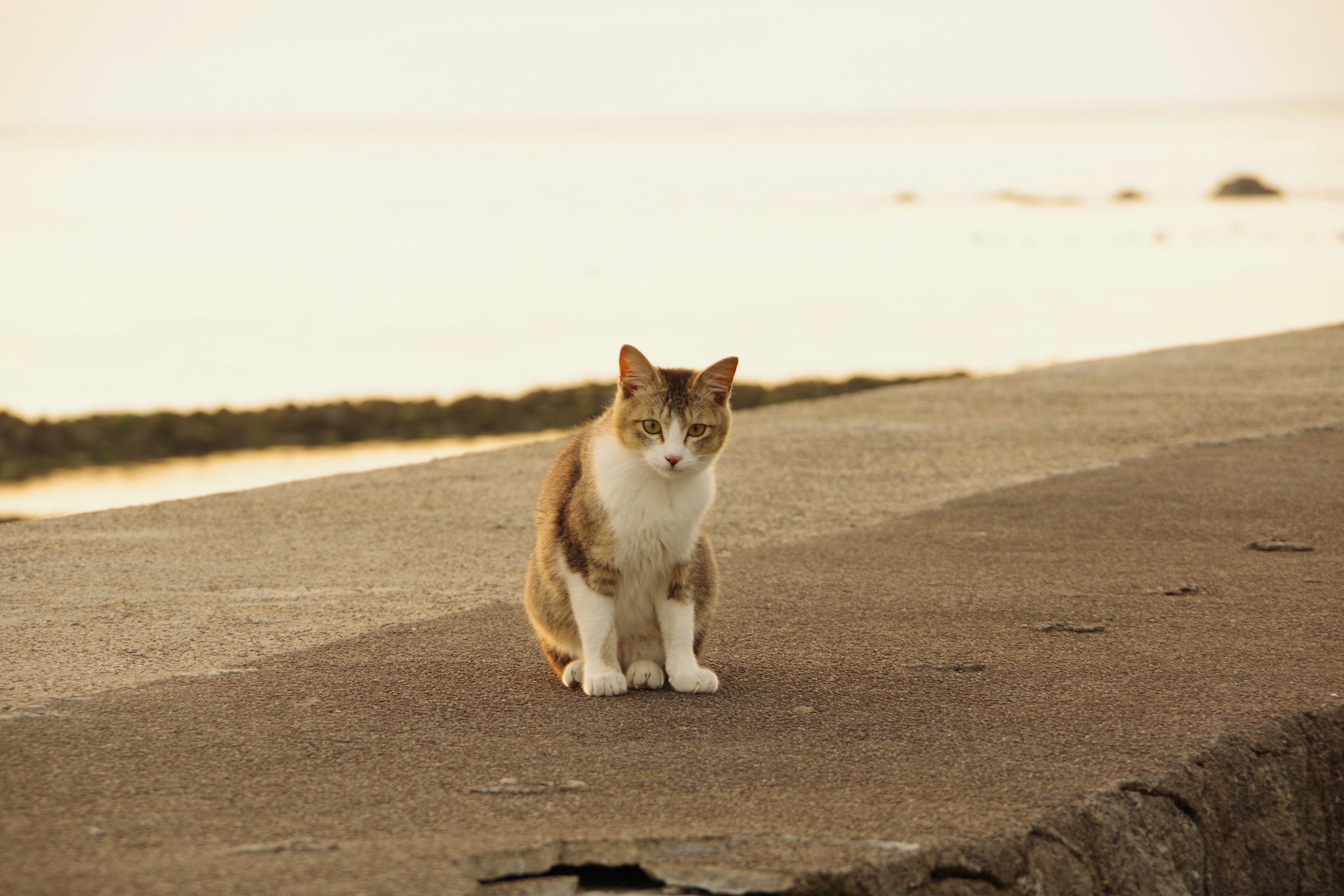 chat assis sur une plage de sable