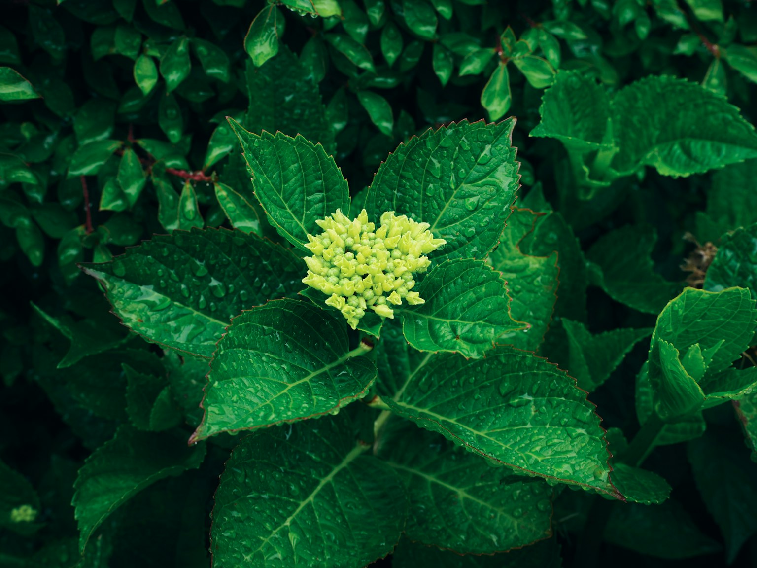 Yellow flower bud among lush green leaves