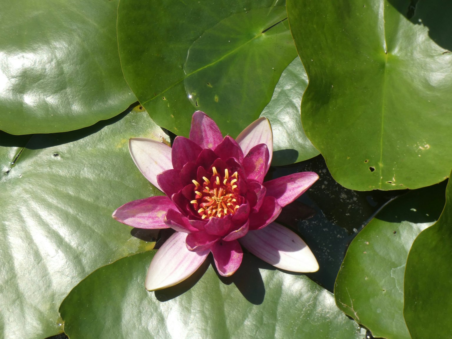 Eine violette Seerose blüht auf einem Teich, umgeben von grünen Blättern