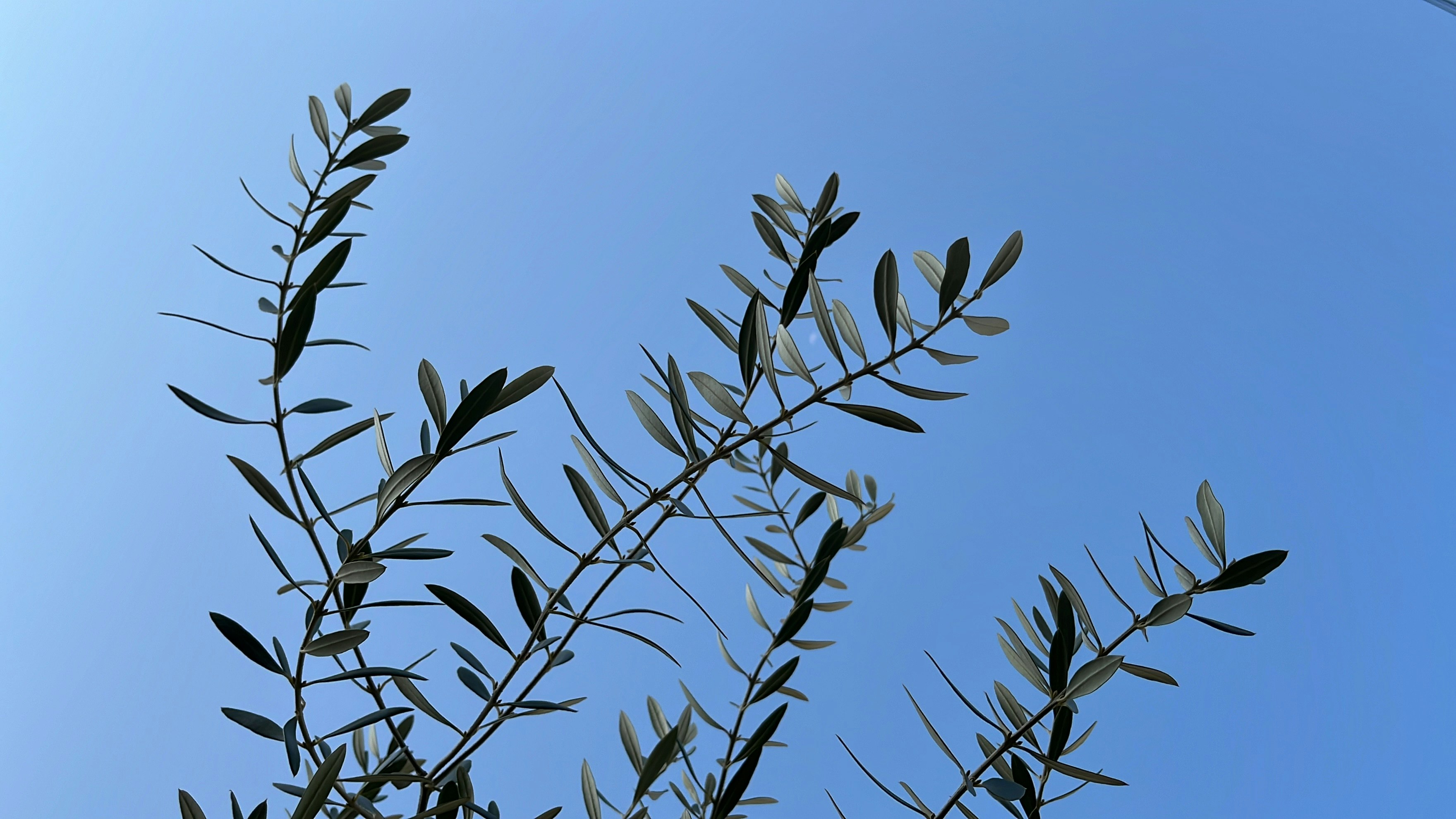 branches d’arbre et feuilles sur un ciel bleu dégagé