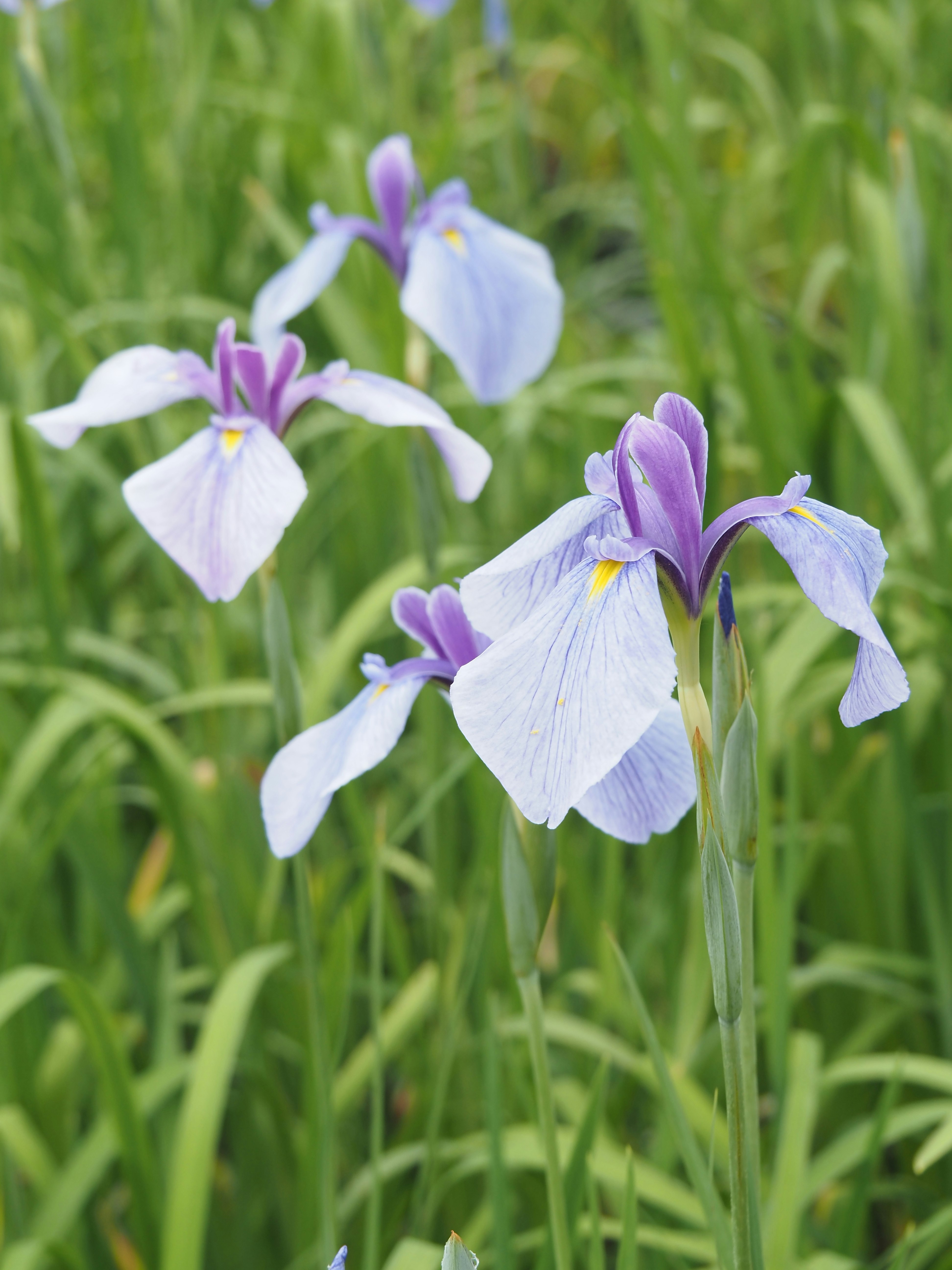 花菖蒲が咲く緑の花畑