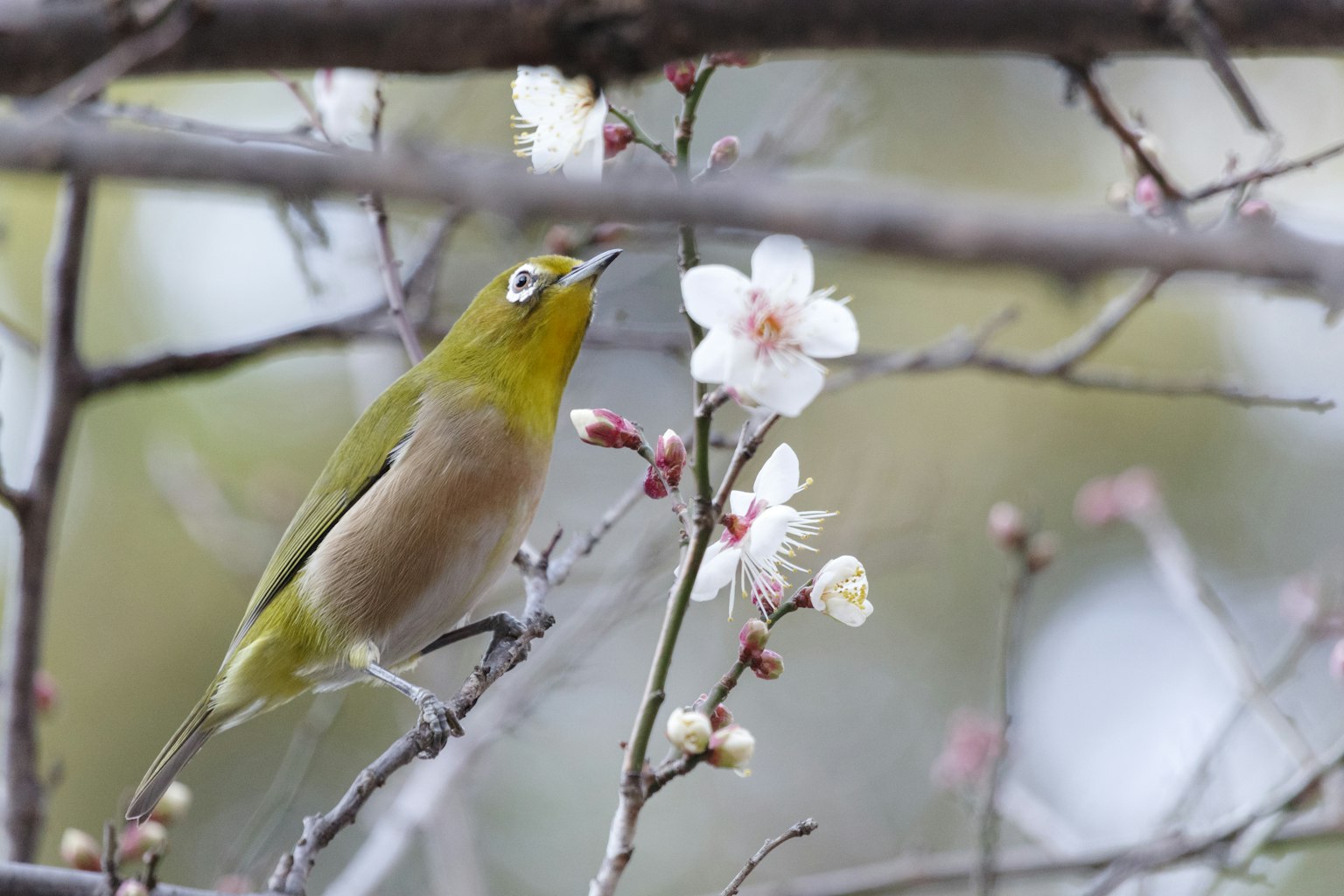 Un petit oiseau vert regardant vers le haut près des cerisiers en fleurs