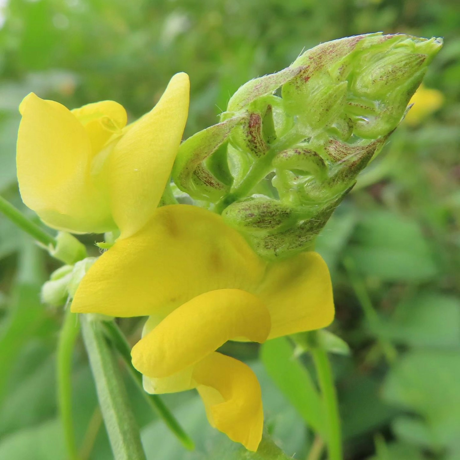 Close-up tanaman dengan bunga kuning dan daun hijau
