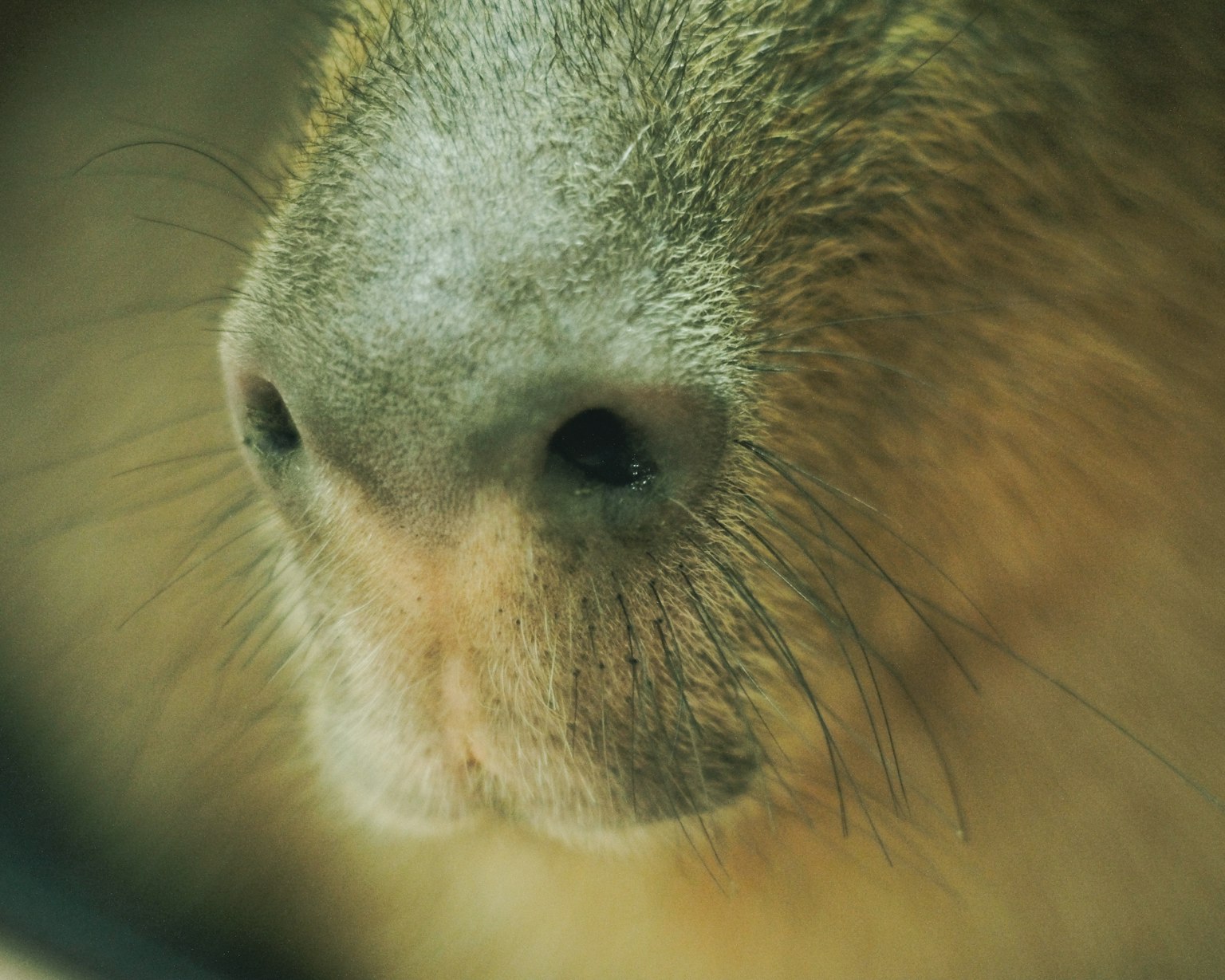 Close-up image of an animal's nose with prominent fur texture