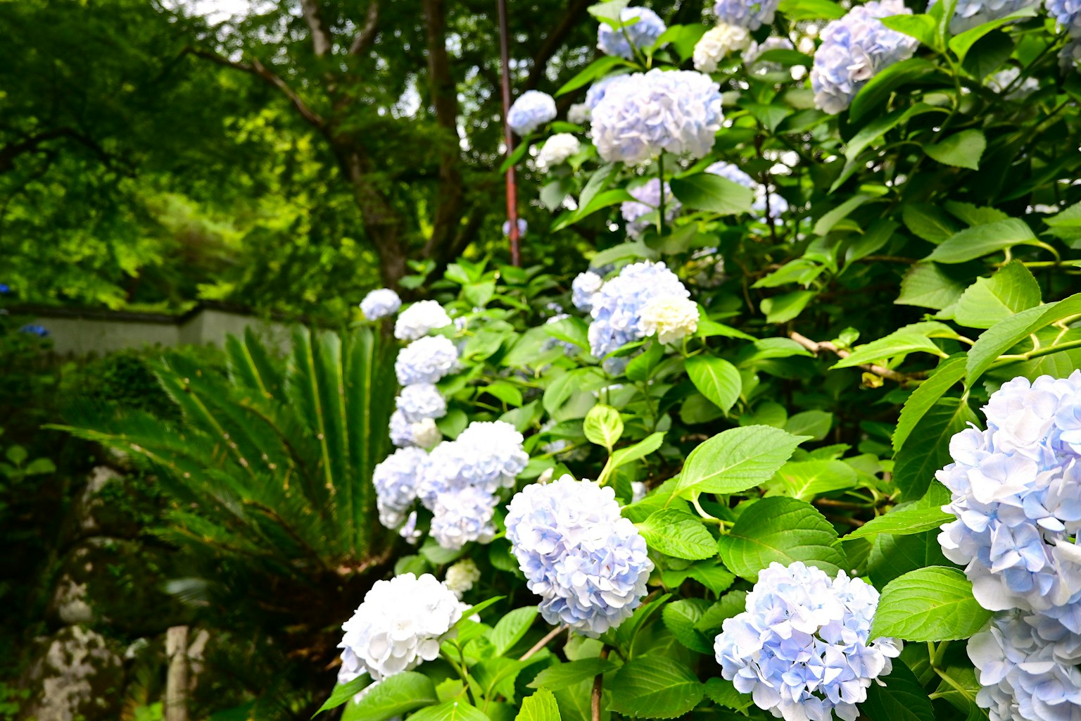 青い花が咲く植物の近接写真 緑の背景