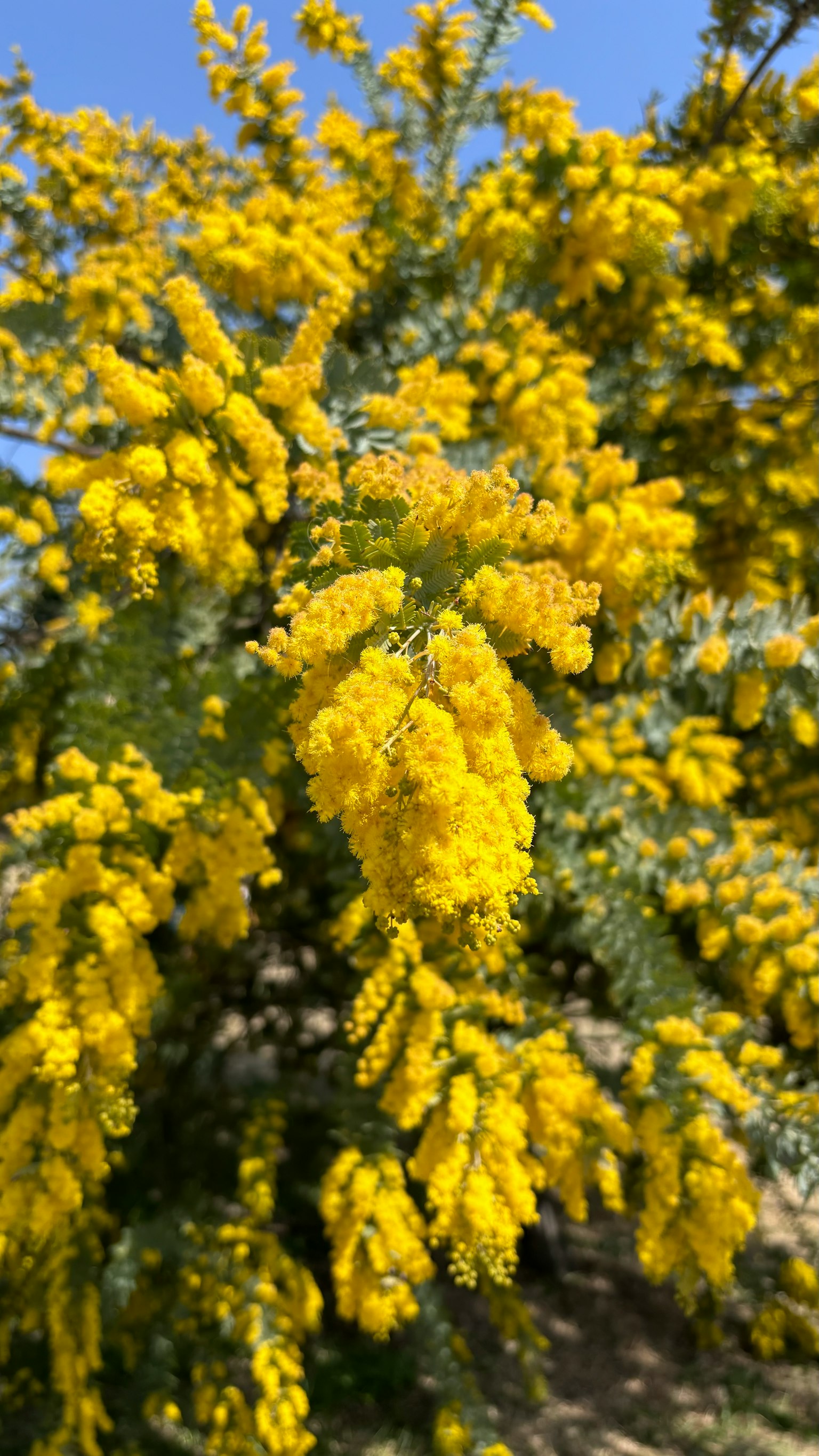 Pohon mimosa yang sedang mekar dengan bunga kuning cerah