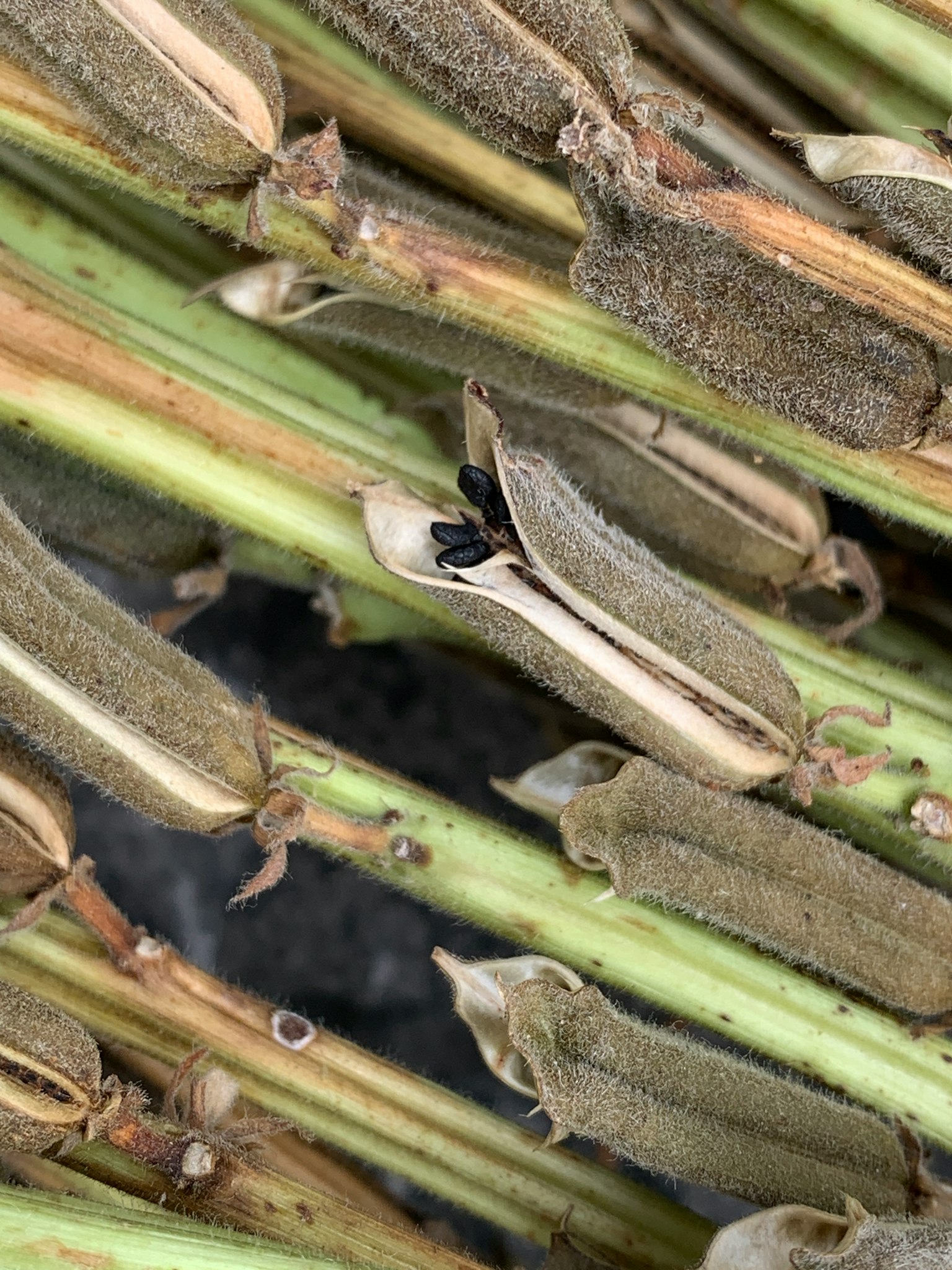 Close-up of seeds attached to plant stems