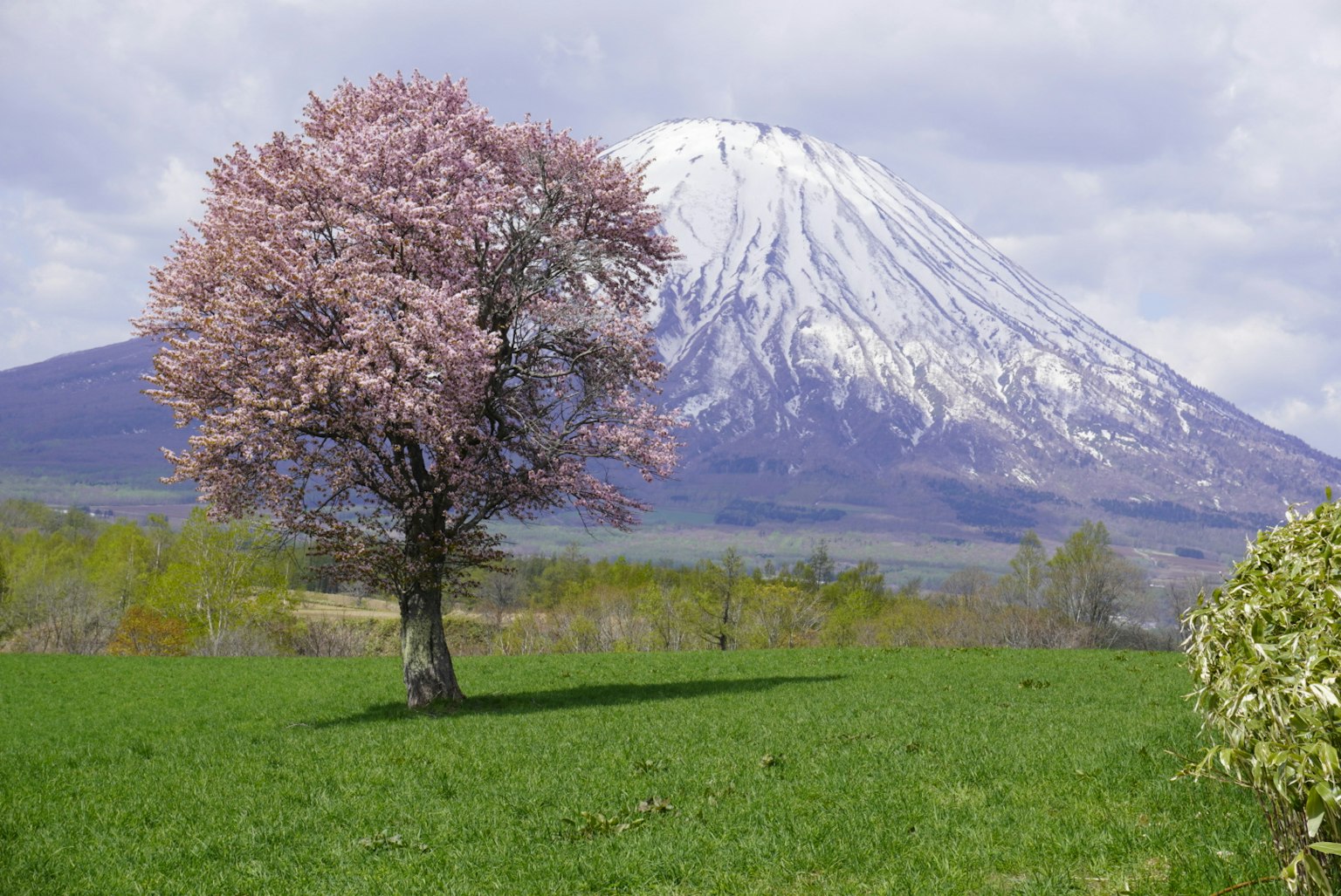 Hermoso árbol de cerezo en flor con una montaña nevada al fondo