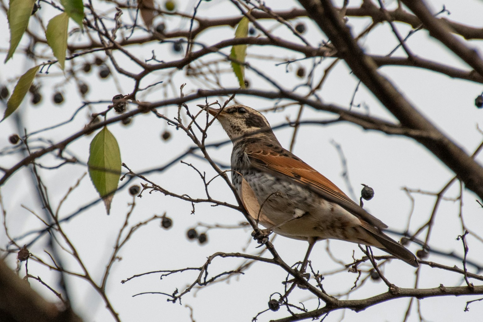 Oiseau perché parmi les branches avec un plumage brun et gris