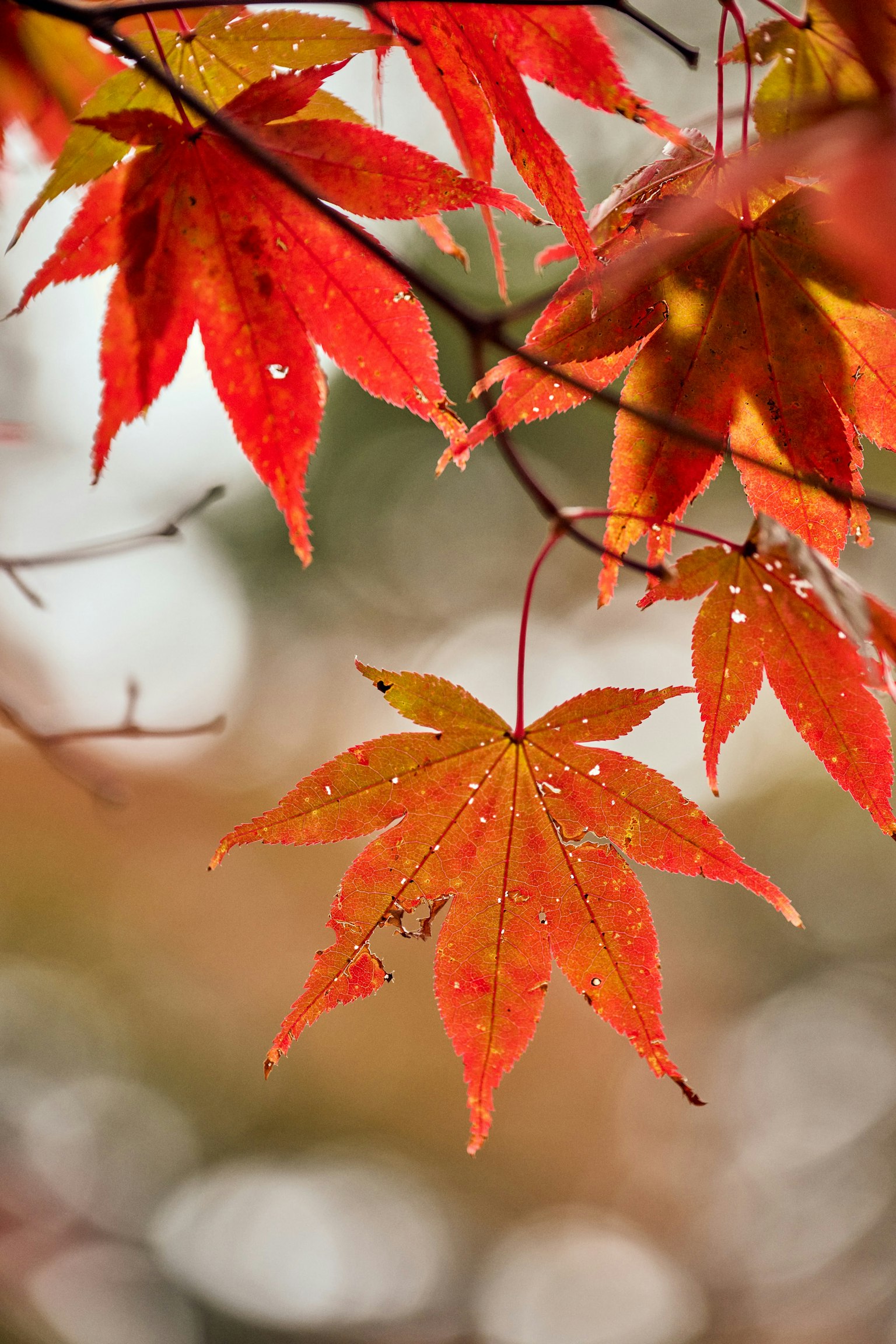 Lebendige rote und orange Ahornblätter mit Tropfen vor einem herbstlichen Hintergrund