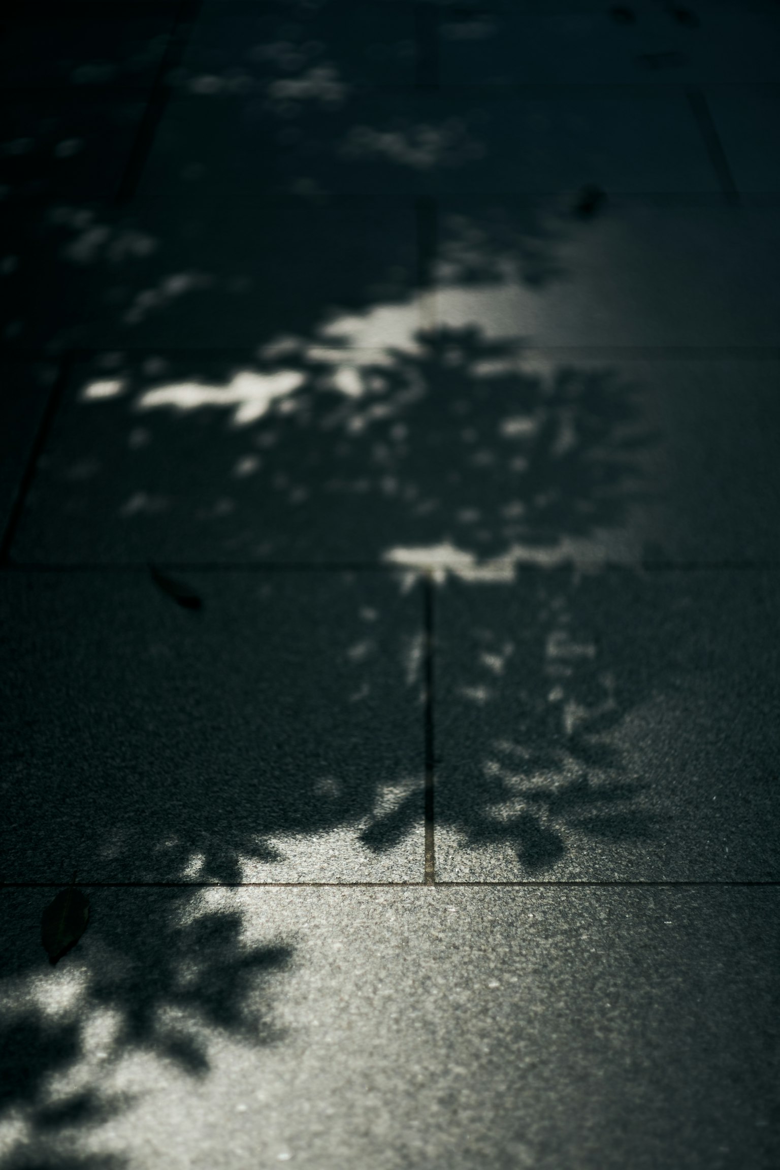 Schatten von Blättern auf einem dunklen Pflaster