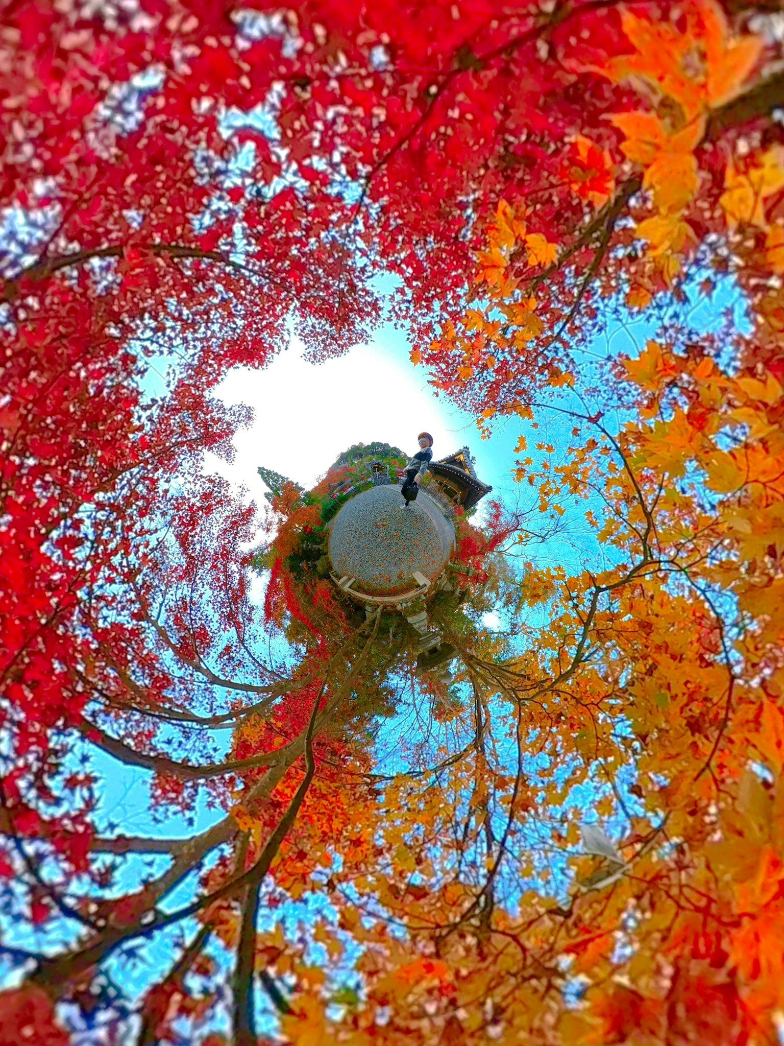 Person standing under a vibrant canopy of red and orange autumn leaves